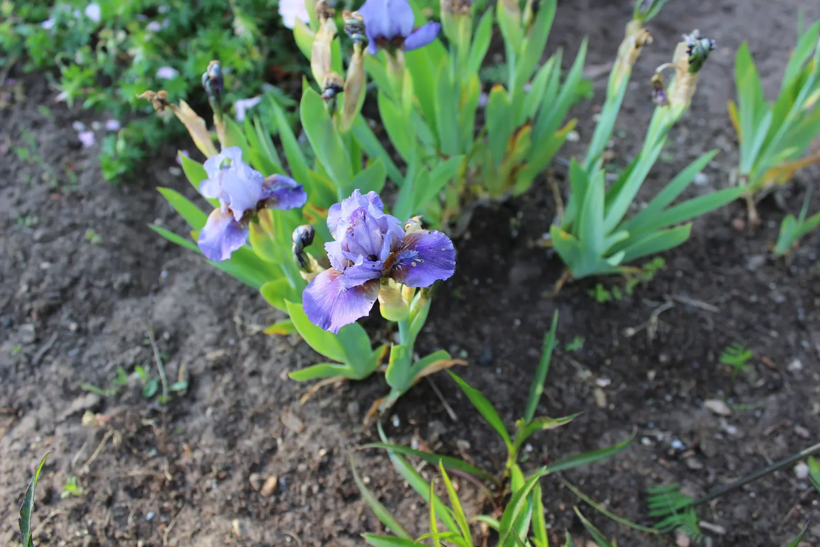 Bearded Iris (Iris X Germanica Hybrids) — requiring a minimum of six hours of direct sunlight a day to bloom profusely; available in a wide color, image 57