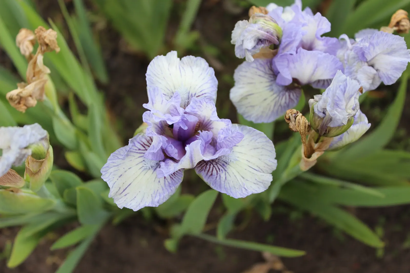Bearded Iris (Iris X Germanica Hybrids) — Bearded Iris (Iris x germanica Hybrids) graces gardens with its striking blooms atop 18-36 inch tall, image 139