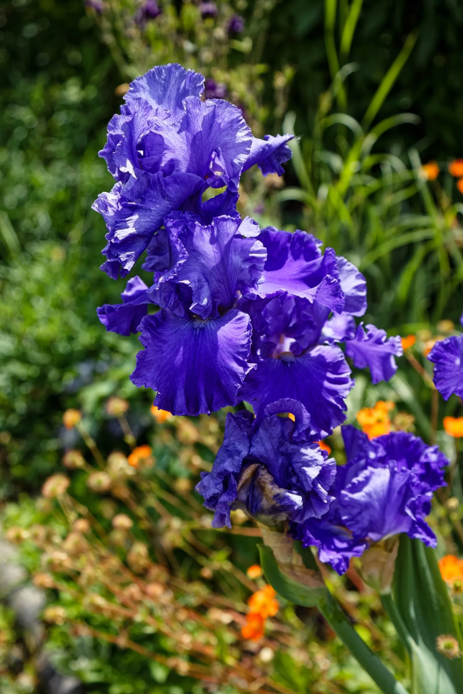 Bearded Iris (Iris X Germanica Hybrids) — scientifically known as Iris x germanica Hybrids; zones 3-9 are ideal for cultivation, image 123