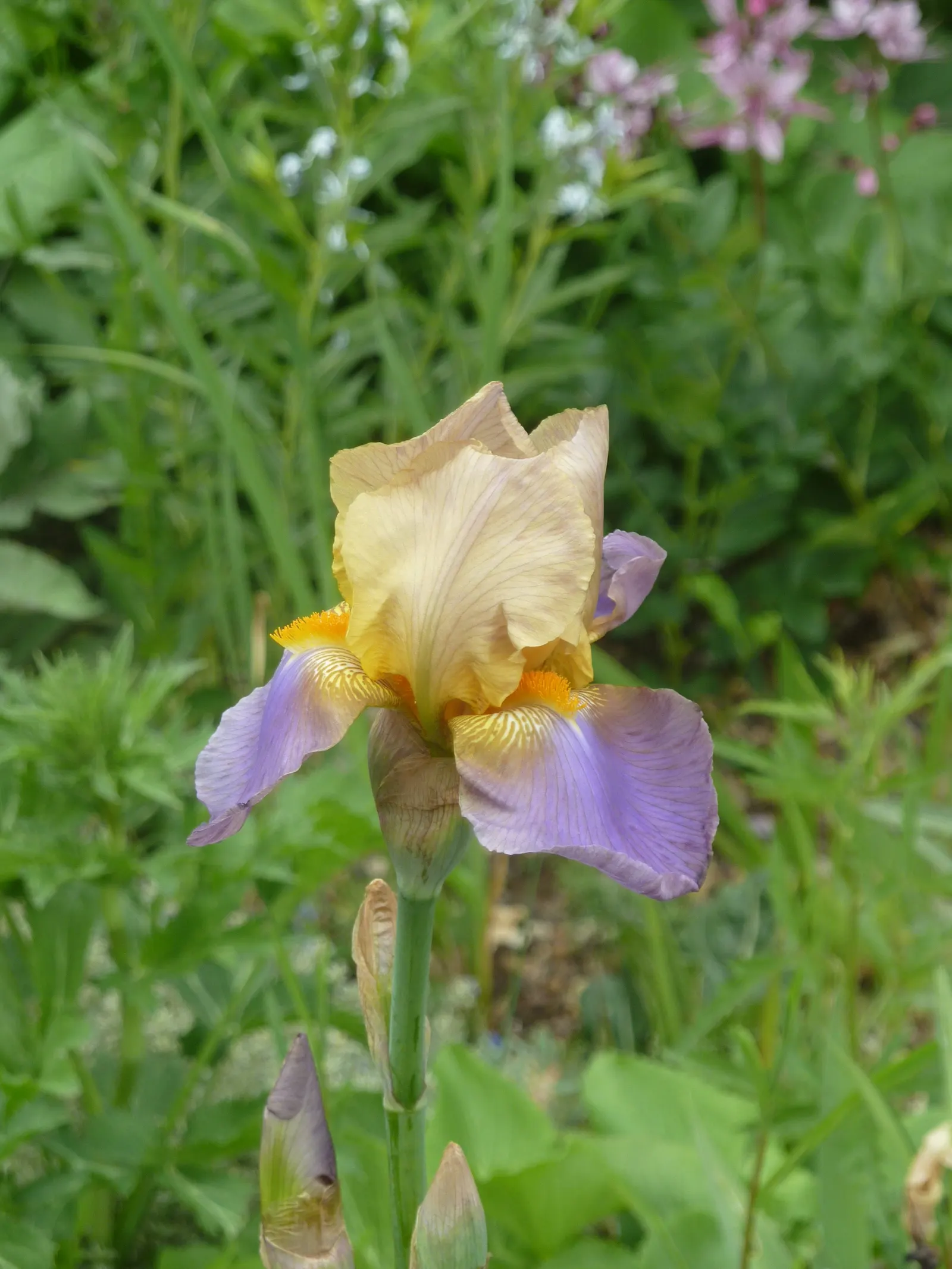 Bearded Iris (Iris X Germanica Hybrids) — Available in a wide color palette, they thrive in full sun to partial shade in well-drained soil, image 120