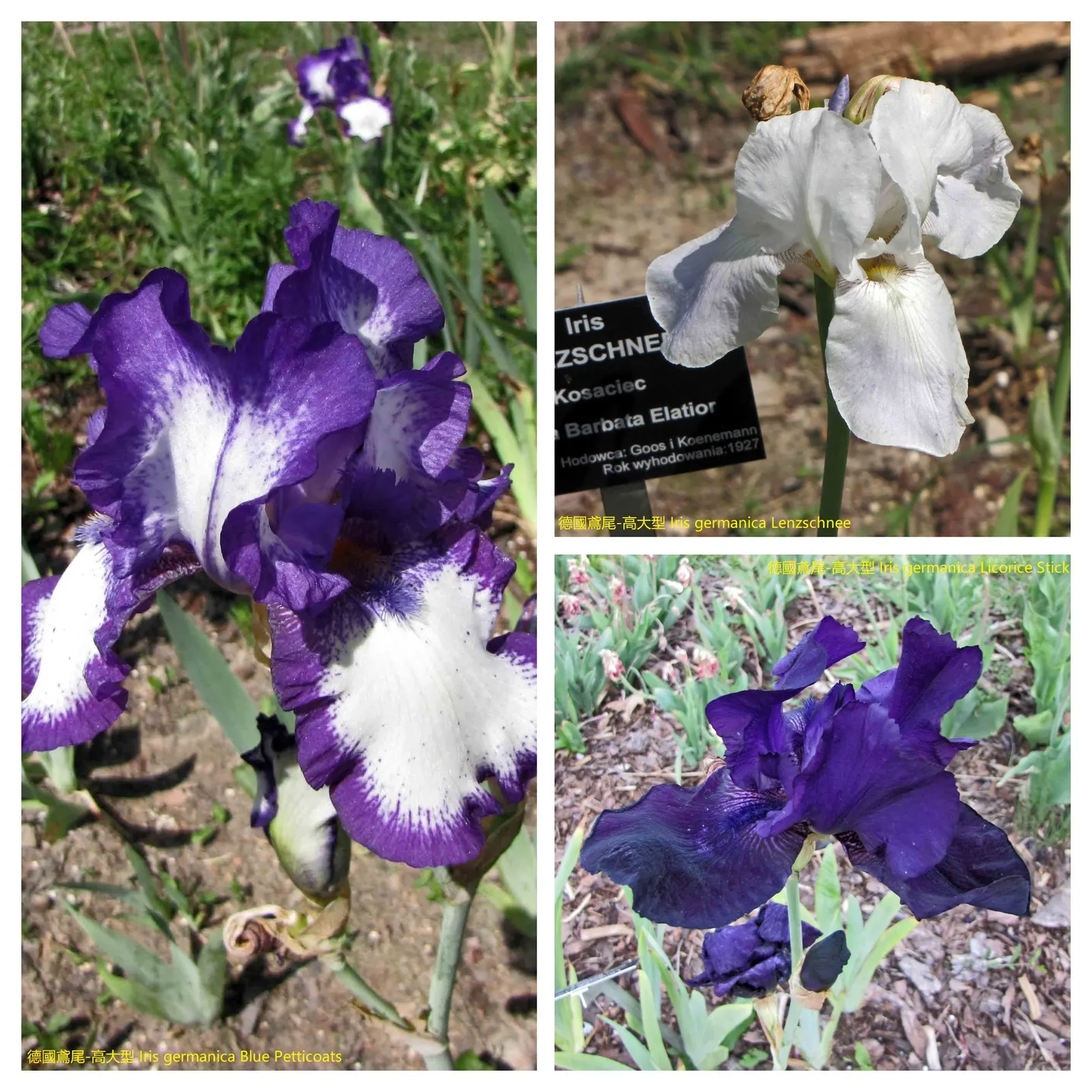 Bearded Iris (Iris X Germanica Hybrids) — the Bearded Iris flourishes in full sun exposure; yellow flowers in the garden, image 148