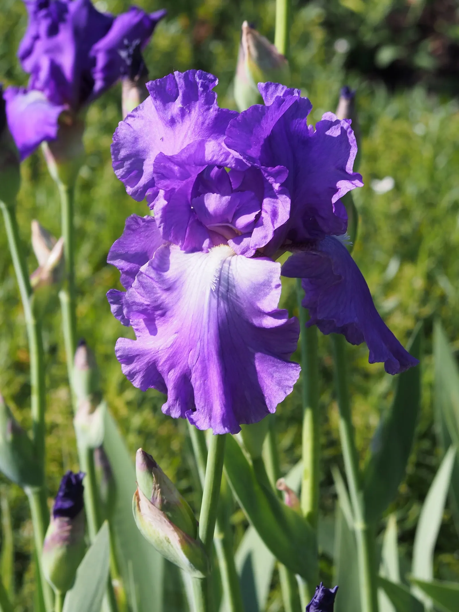 Bearded Iris (Iris X Germanica Hybrids) — they make splendid borders or accent plants