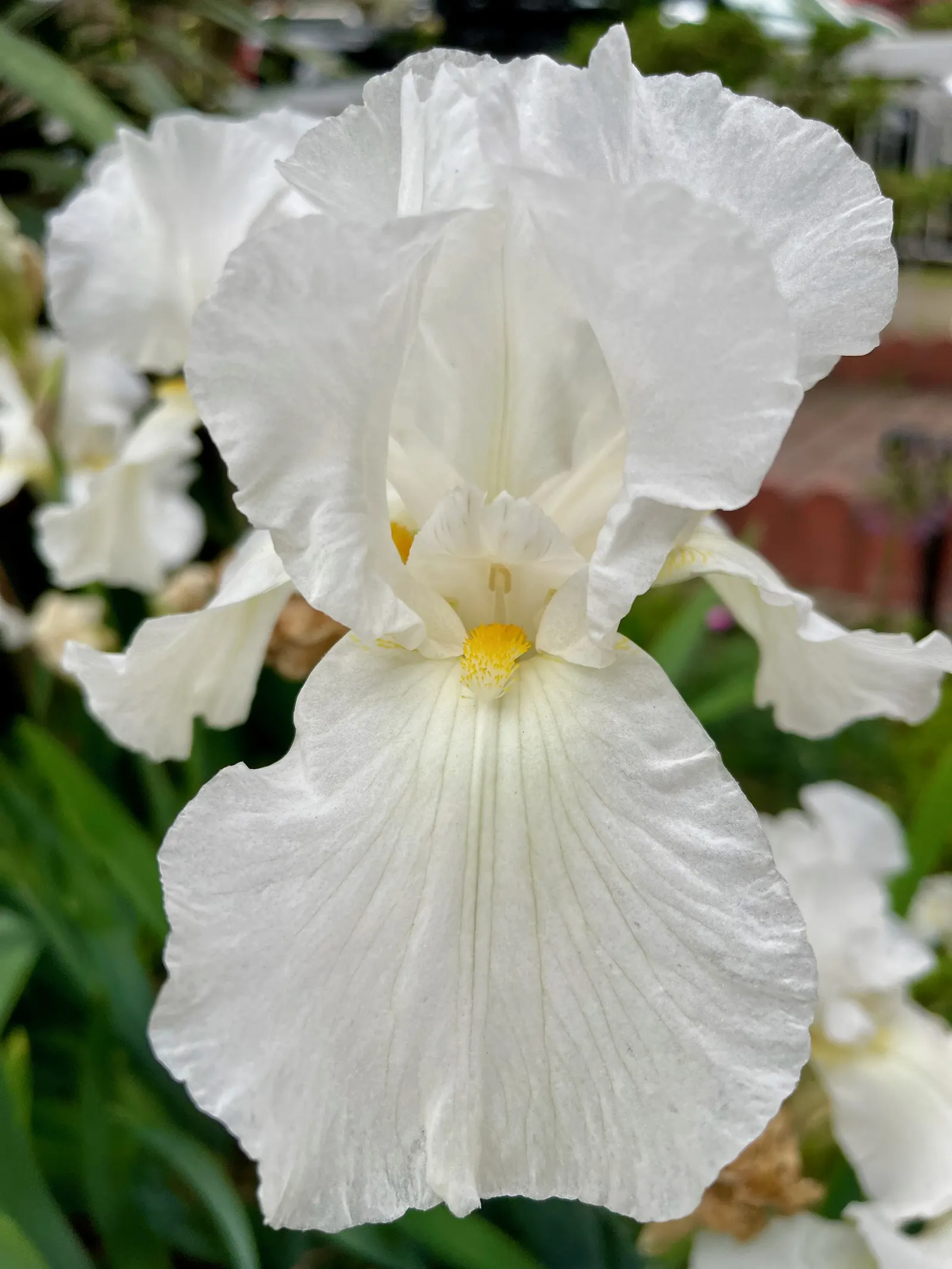 Bearded Iris (Iris X Germanica Hybrids) — Bearded Irises are an outstanding addition to a garden where form and function are desired in equal, image 43