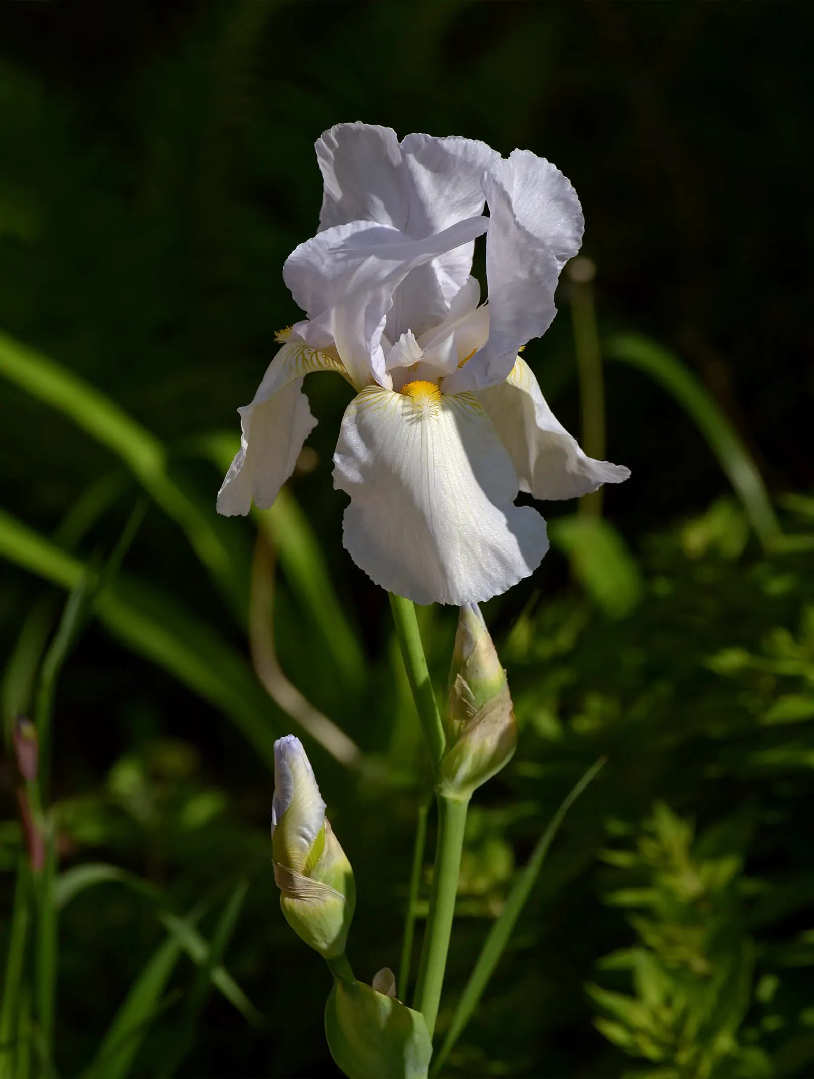 Bearded Iris (Iris X Germanica Hybrids) — with some varieties offering a secondary bloom in late summer to fall; scientifically known as Iris x, image 156