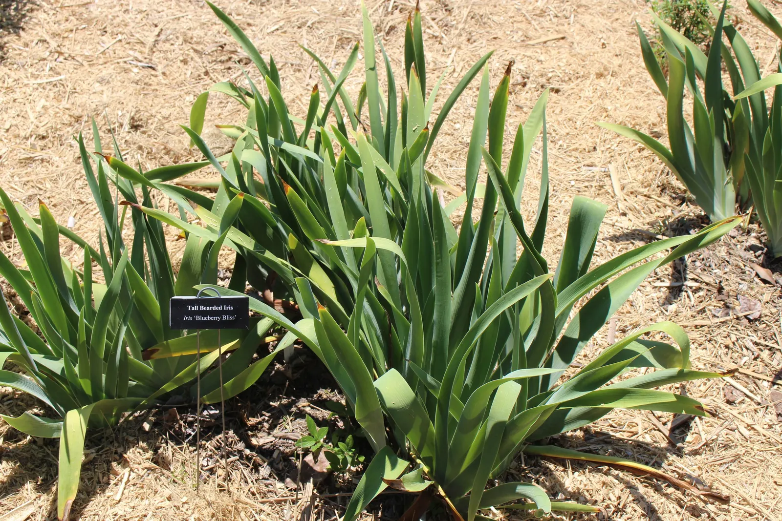 Bearded Iris (Iris X Germanica Hybrids) — transcending into whites and even bi-colors.<br><br>With a hardiness spanning USDA zones 3 through 10, image 101