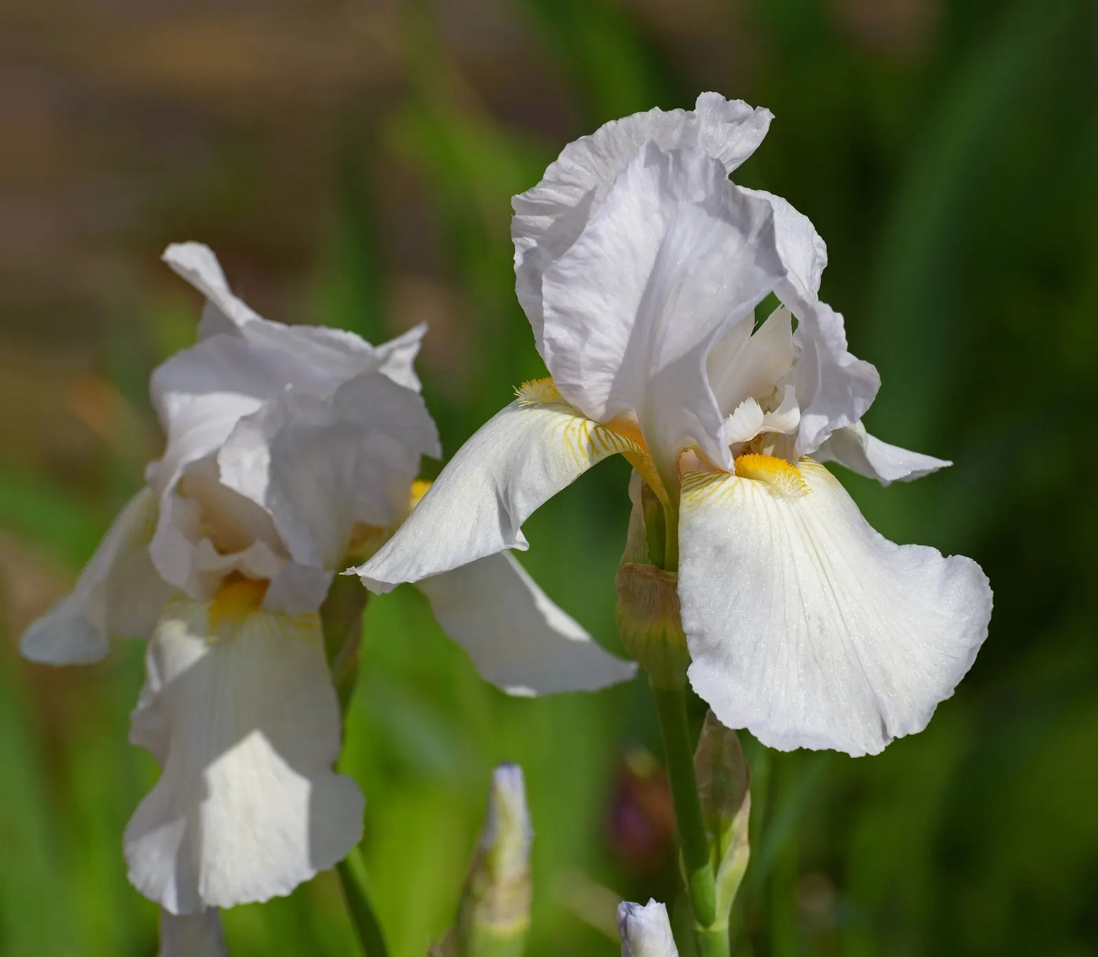 Bearded Iris (Iris X Germanica Hybrids) — Zones 3-9 are ideal for cultivation; perennial for full or half, image 168