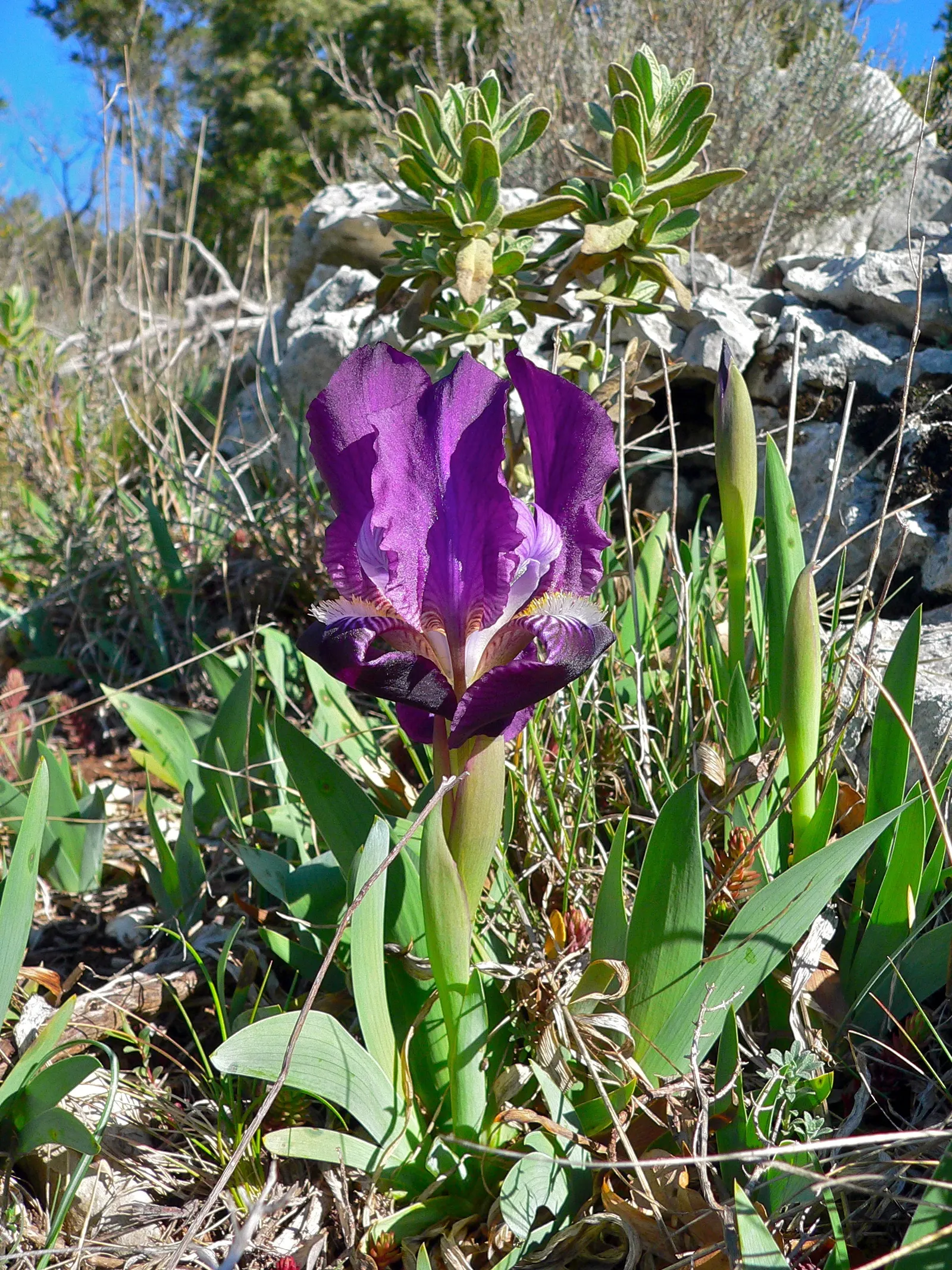 Bearded Iris (Iris X Germanica Hybrids) — They bloom mainly in late spring to early summer