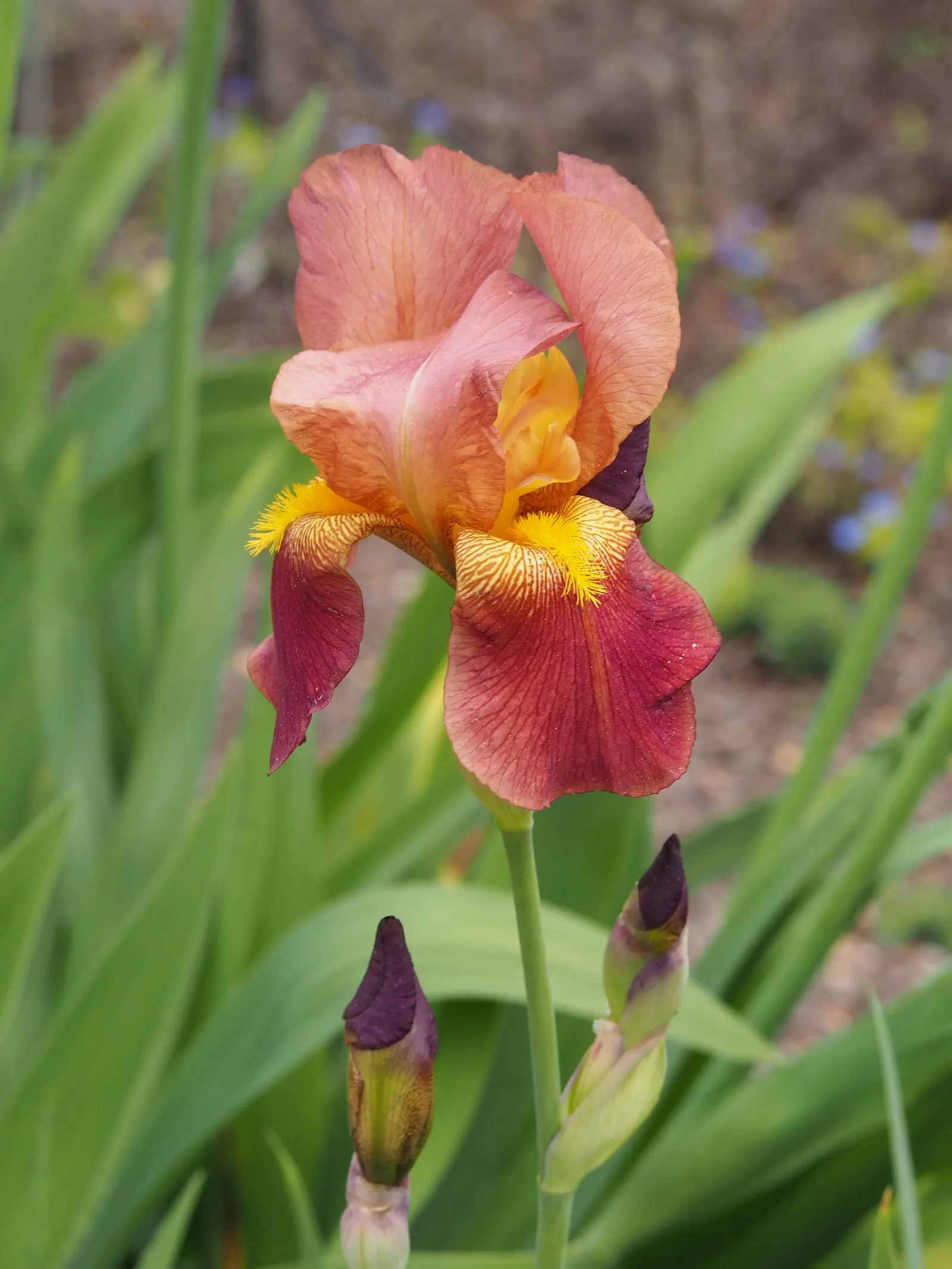 Bearded Iris (Iris X Germanica Hybrids) — They prefer a well-draining soil, ideally with a neutral to slightly acidic pH