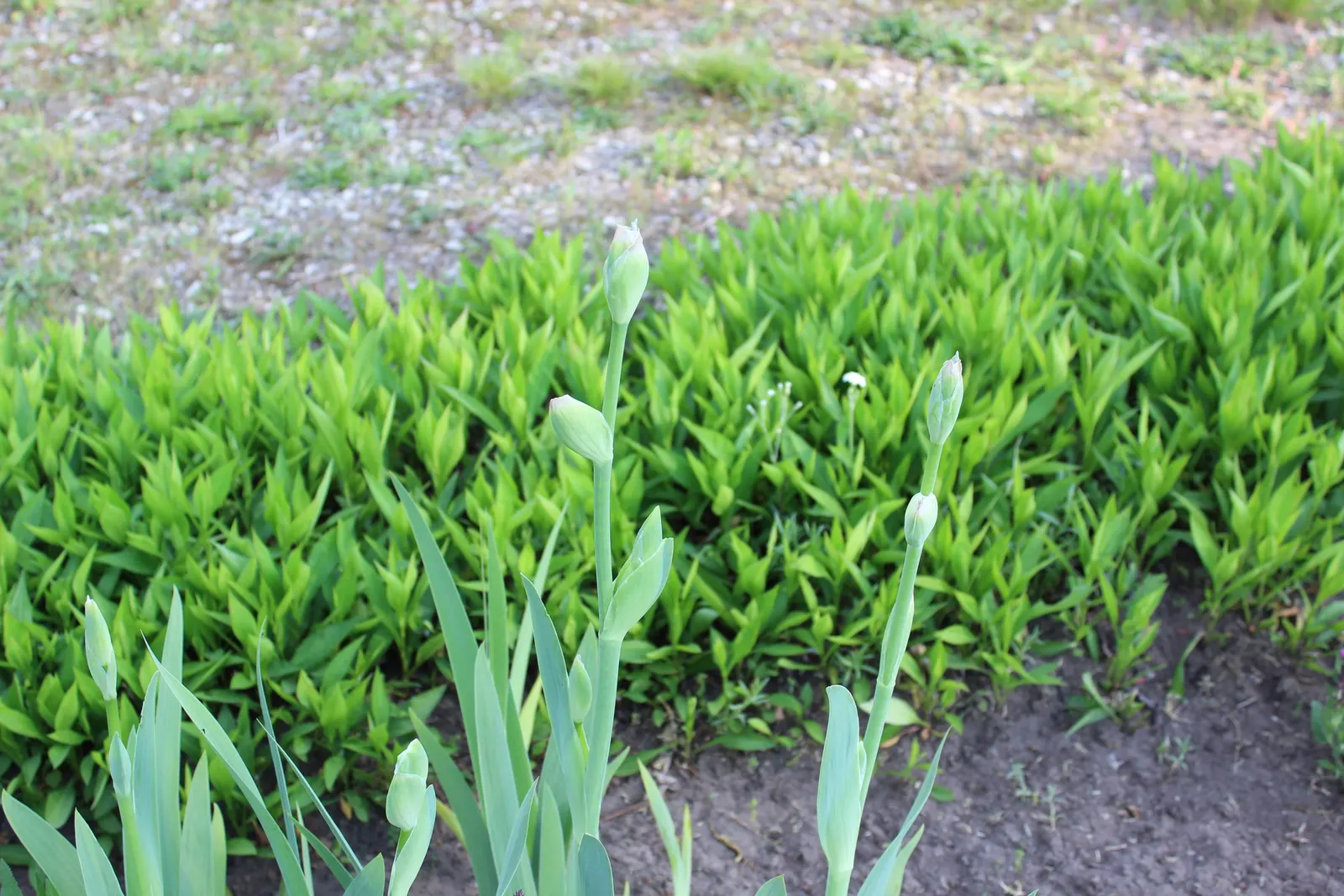 Bearded Iris (Iris X Germanica Hybrids) — sword-like foliage and elaborate; with some varieties offering a secondary bloom in late summer to fall, image 187