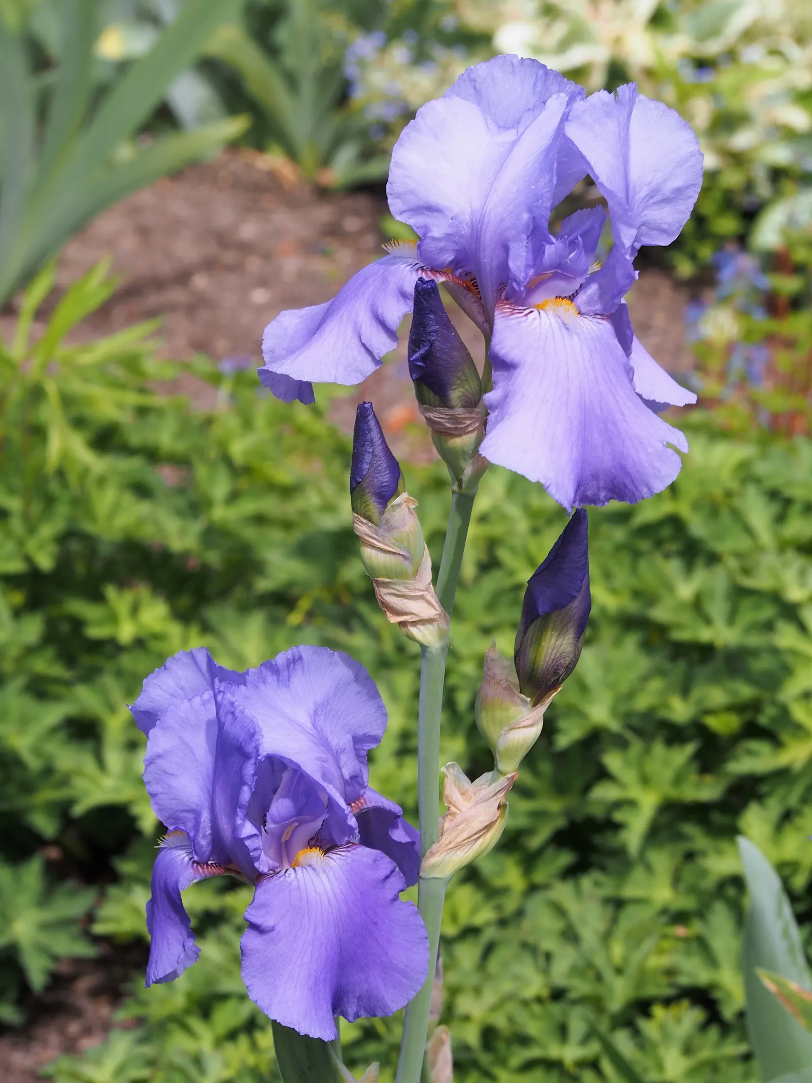 Bearded Iris (Iris X Germanica Hybrids) — Available in a wide color palette, they thrive in full sun to partial shade in well-drained soil, image 51