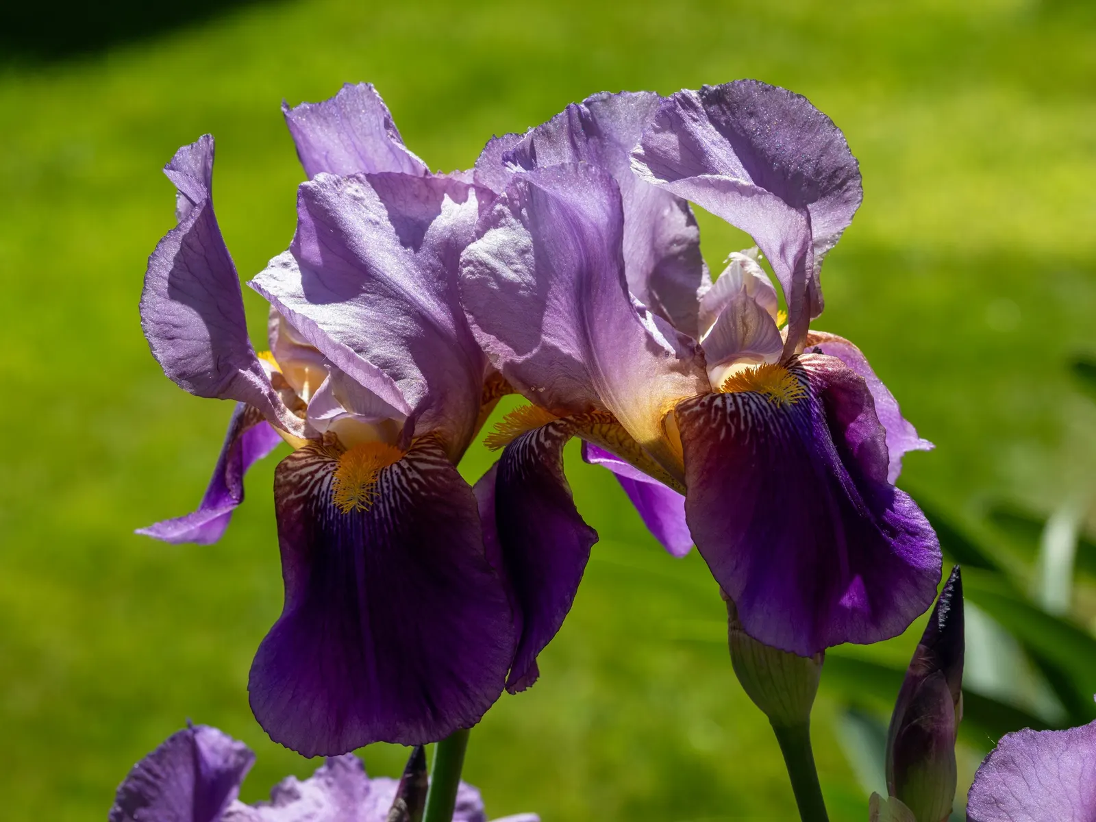 Bearded Iris (Iris X Germanica Hybrids) — they make splendid borders or accent plants; sword-like foliage and elaborate, image 60