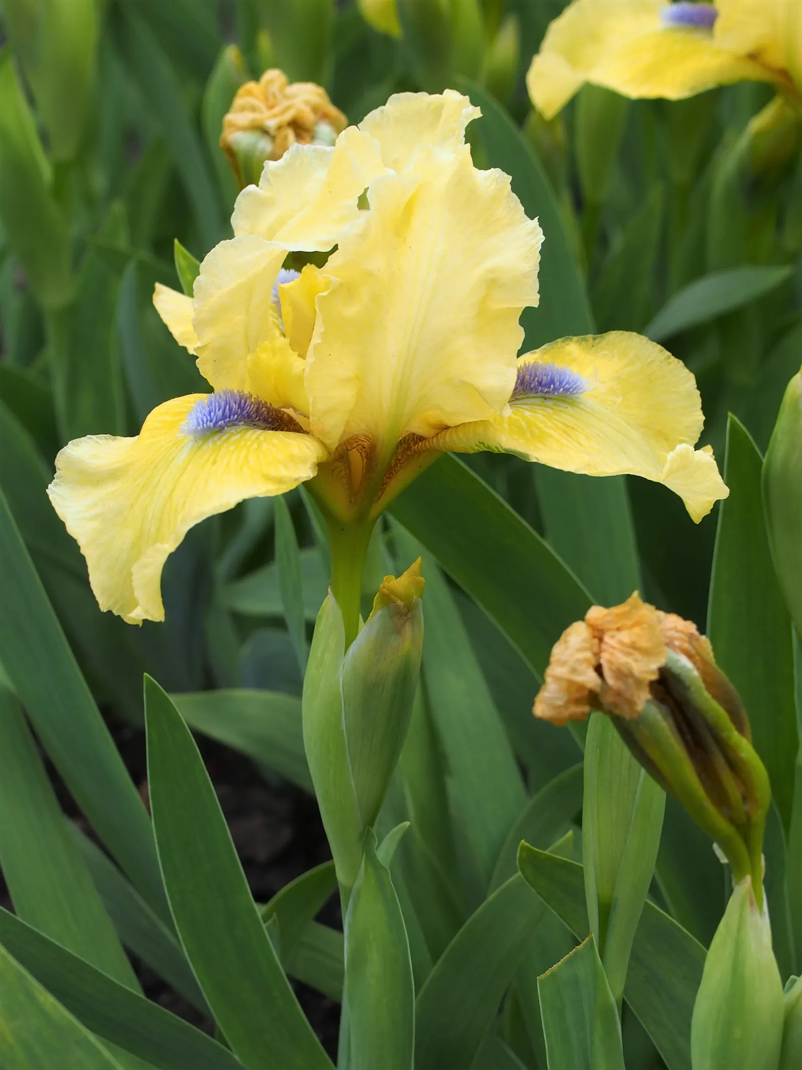 Bearded Iris (Iris X Germanica Hybrids) — transcending into whites and even bi-colors.<br><br>With a hardiness spanning USDA zones 3 through 10, image 55