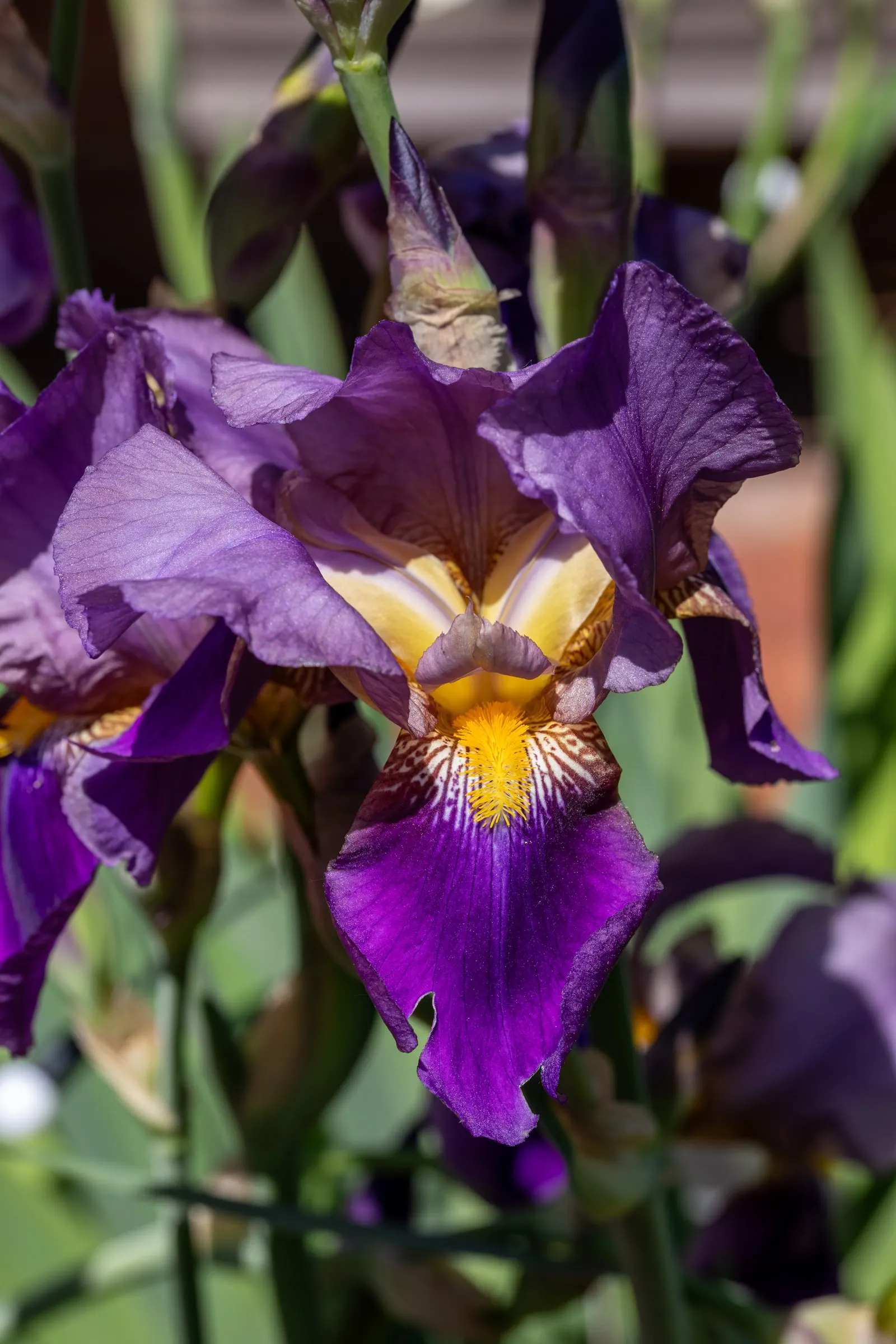 Bearded Iris (Iris X Germanica Hybrids) — scientifically known as Iris x germanica Hybrids; zones 3-9 are ideal for cultivation