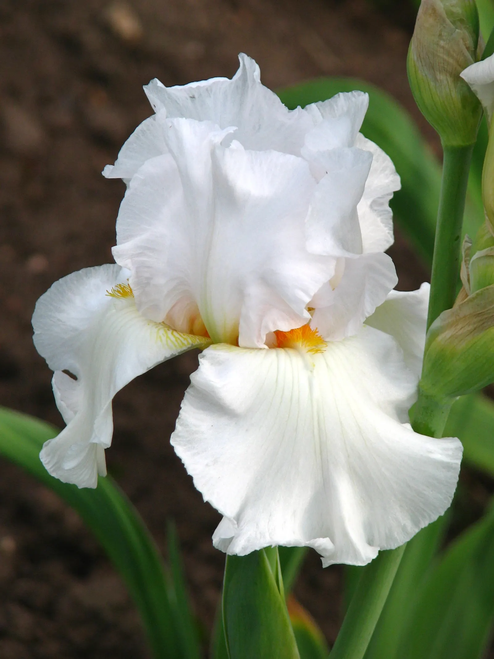 Bearded Iris (Iris X Germanica Hybrids) — Growing to heights of roughly 18 to 36 inches with a spread up to 24 inches; known as, image 128