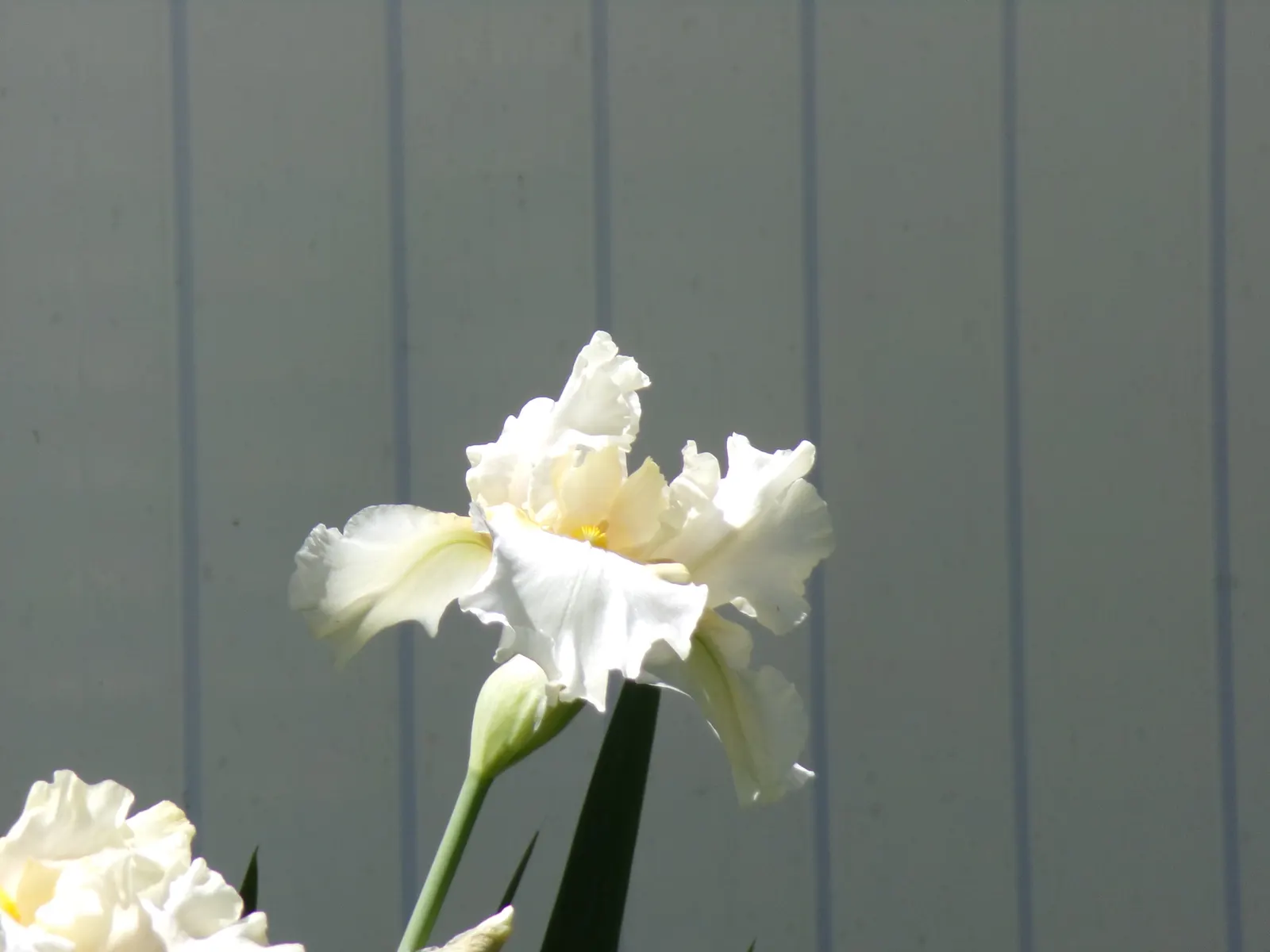Bearded Iris (Iris X Germanica Hybrids) — although consistent moisture is important during the blooming season; they bloom mainly in late spring to, image 85