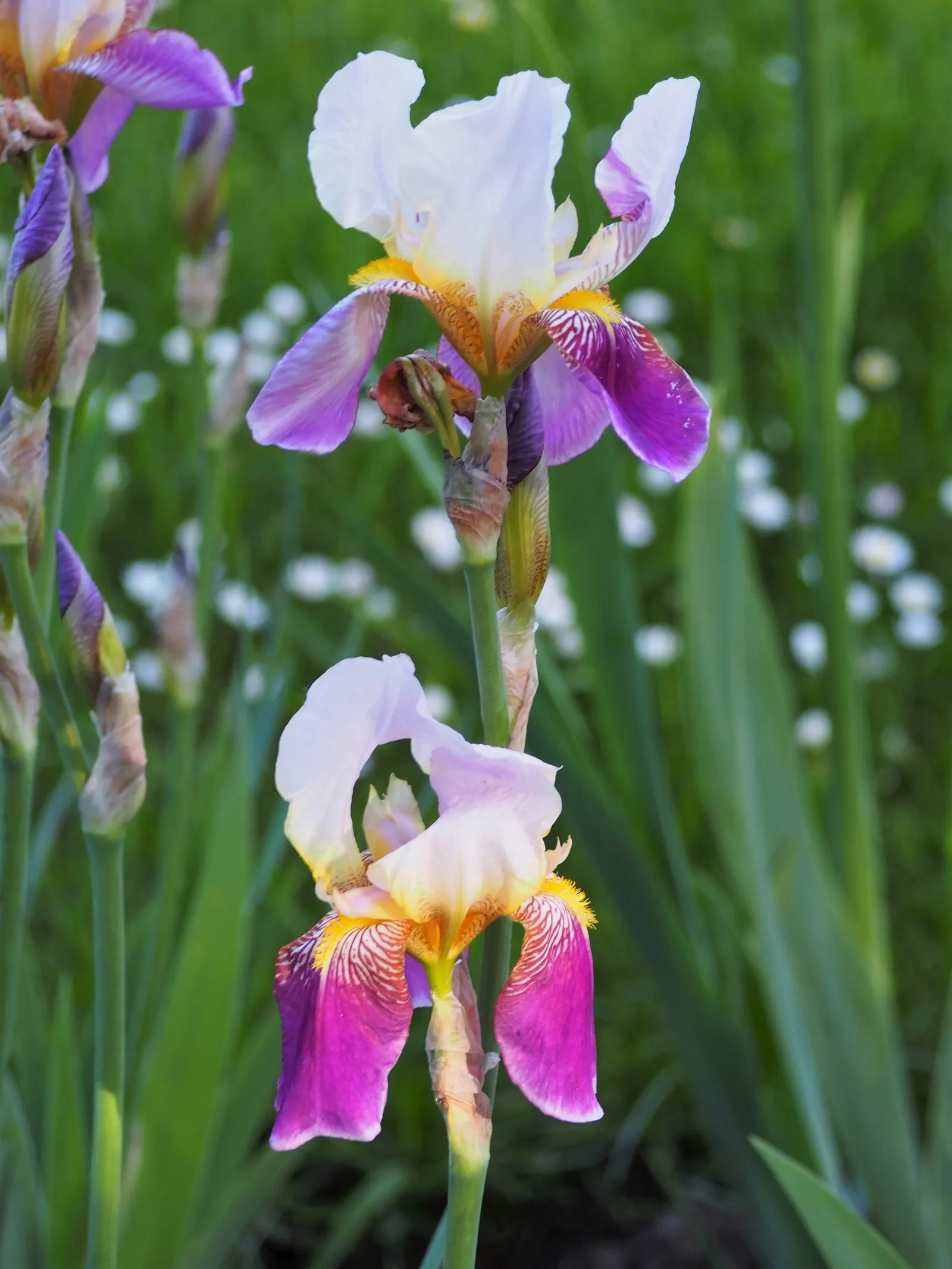 Bearded Iris (Iris X Germanica Hybrids) — requiring a minimum of six hours of direct sunlight a day to bloom profusely; available in a wide color palette, they