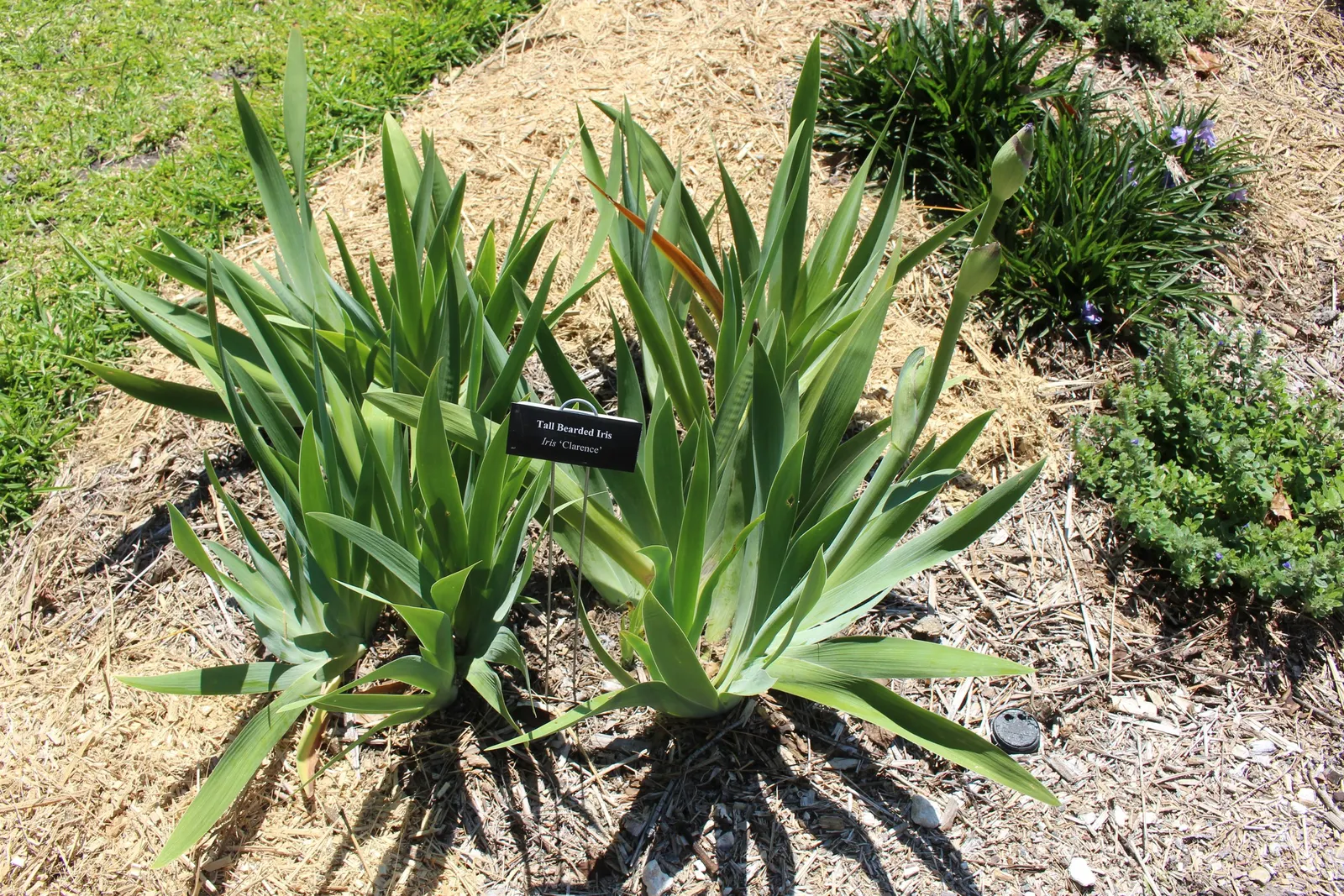 Bearded Iris (Iris X Germanica Hybrids) — requiring a minimum of six hours of direct sunlight a day to bloom profusely
