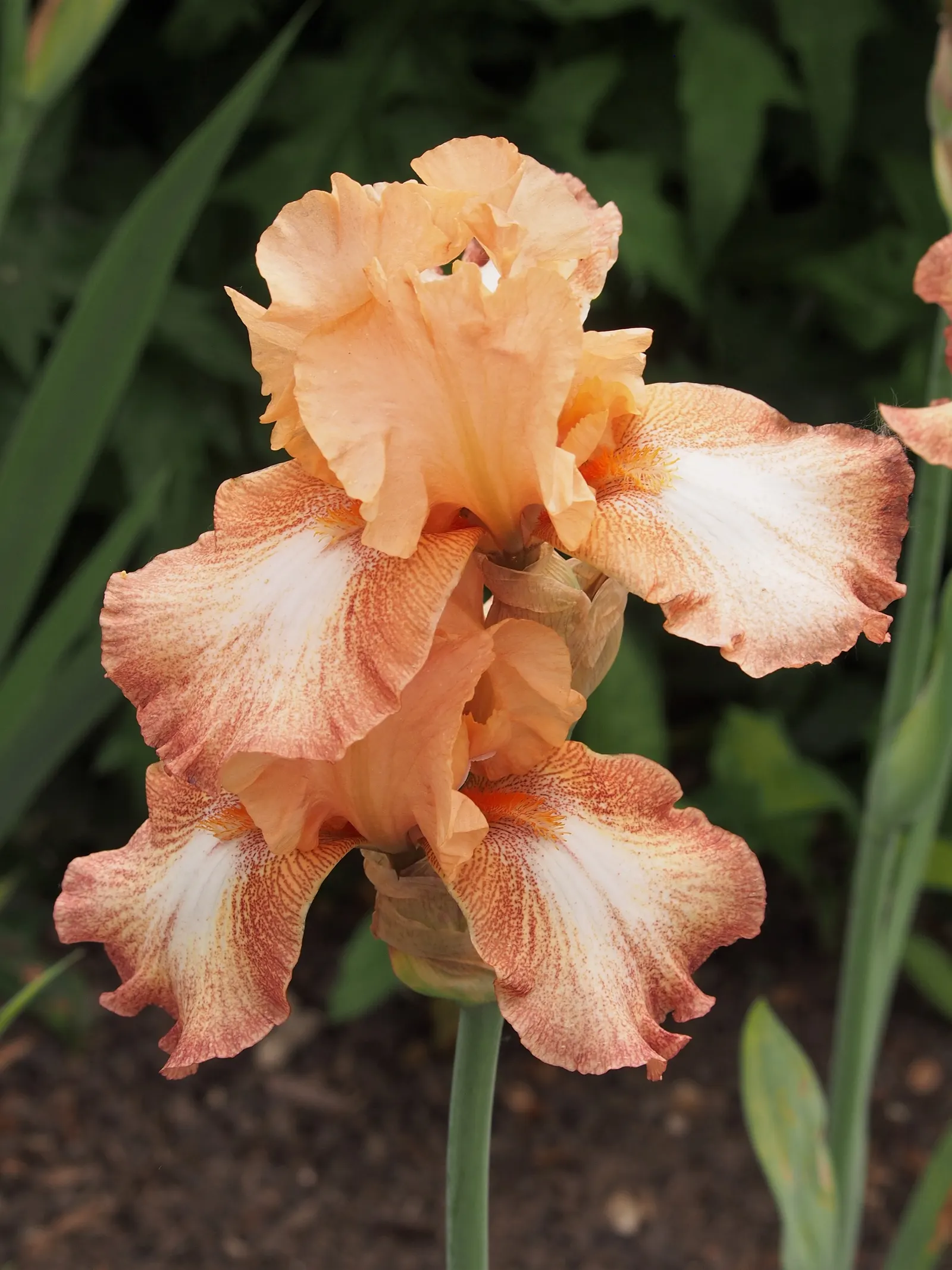 Bearded Iris (Iris X Germanica Hybrids) — Growing to heights of roughly 18 to 36 inches with a spread up to 24 inches; known as, image 105