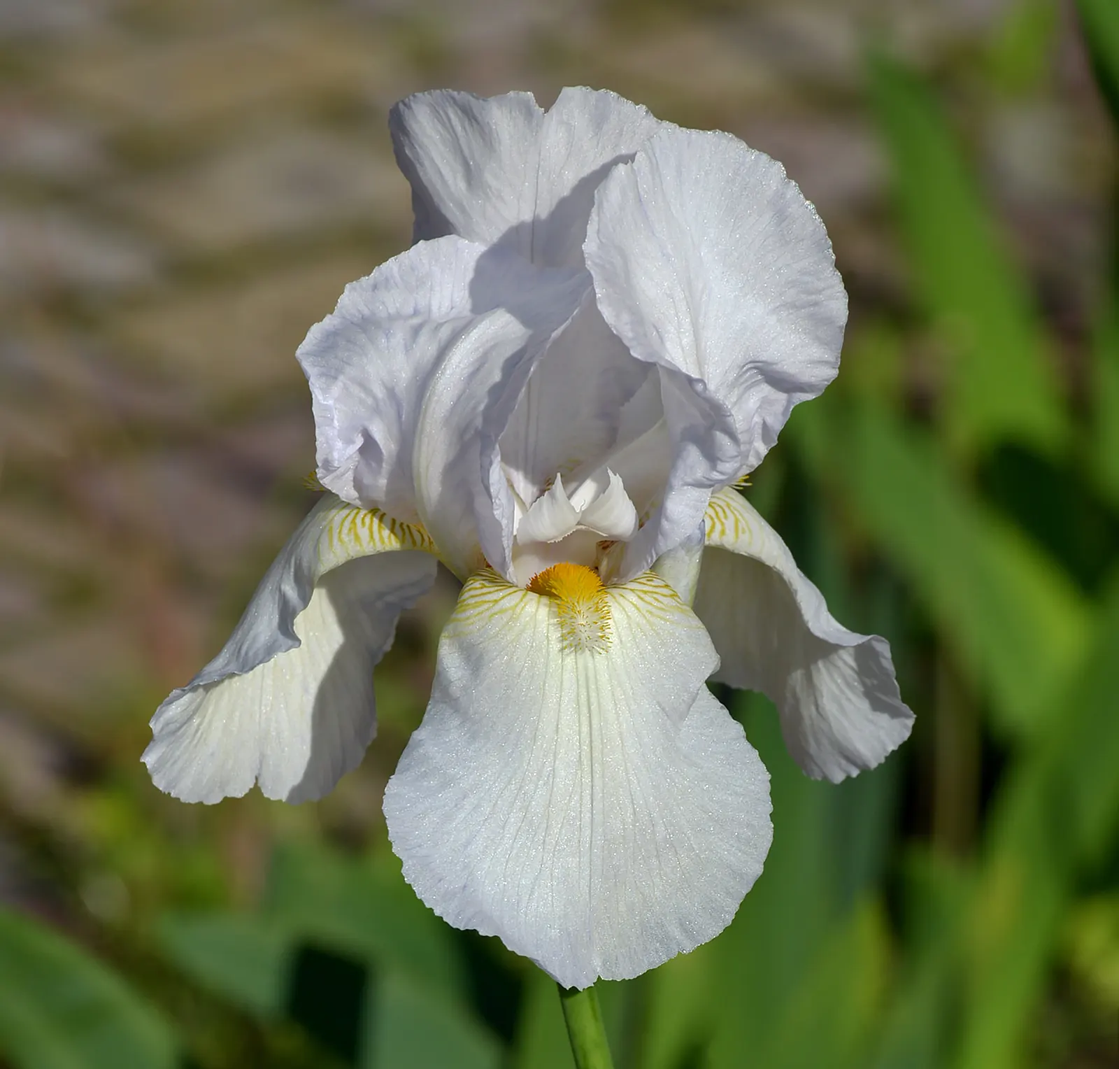 Bearded Iris (Iris X Germanica Hybrids) — with some varieties offering a secondary bloom in late summer to fall; scientifically known as Iris x, image 179