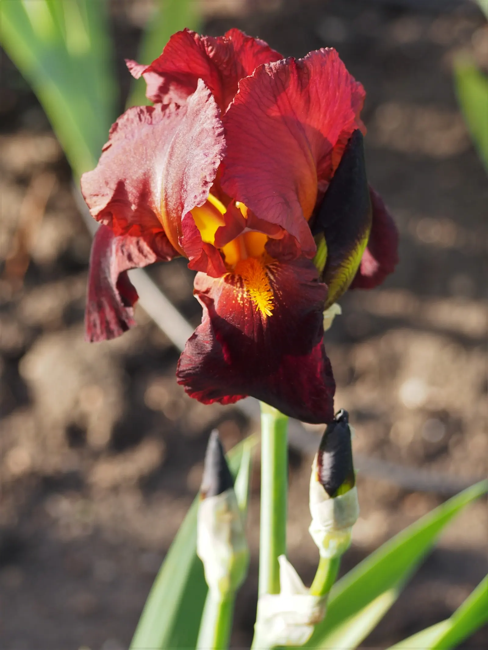Bearded Iris (Iris X Germanica Hybrids) — Available in a wide color palette, they thrive in full sun to partial shade in well-drained soil