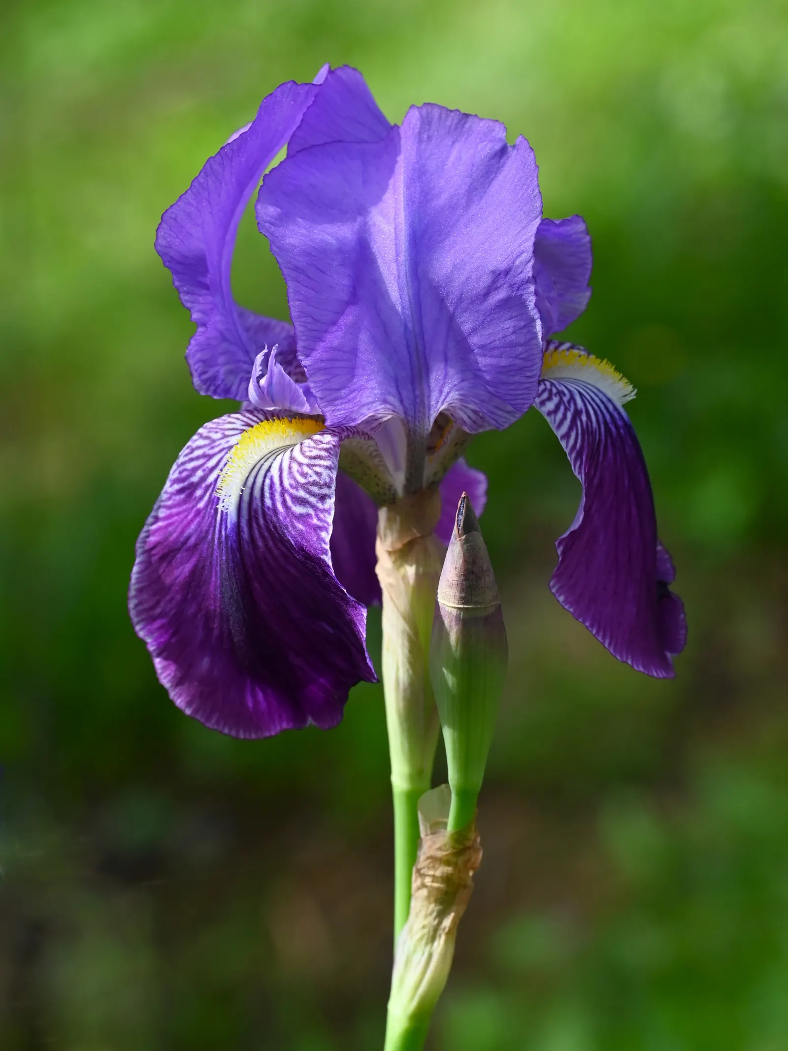 Bearded Iris (Iris X Germanica Hybrids) — Growing to heights of roughly 18 to 36 inches with a spread up to 24 inches; known as, image 59