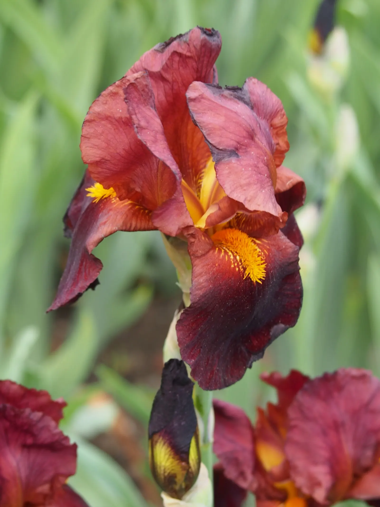 Bearded Iris (Iris X Germanica Hybrids) — yellow flowers in the garden; blooming in late spring, they provide a stunning focal point, image 90