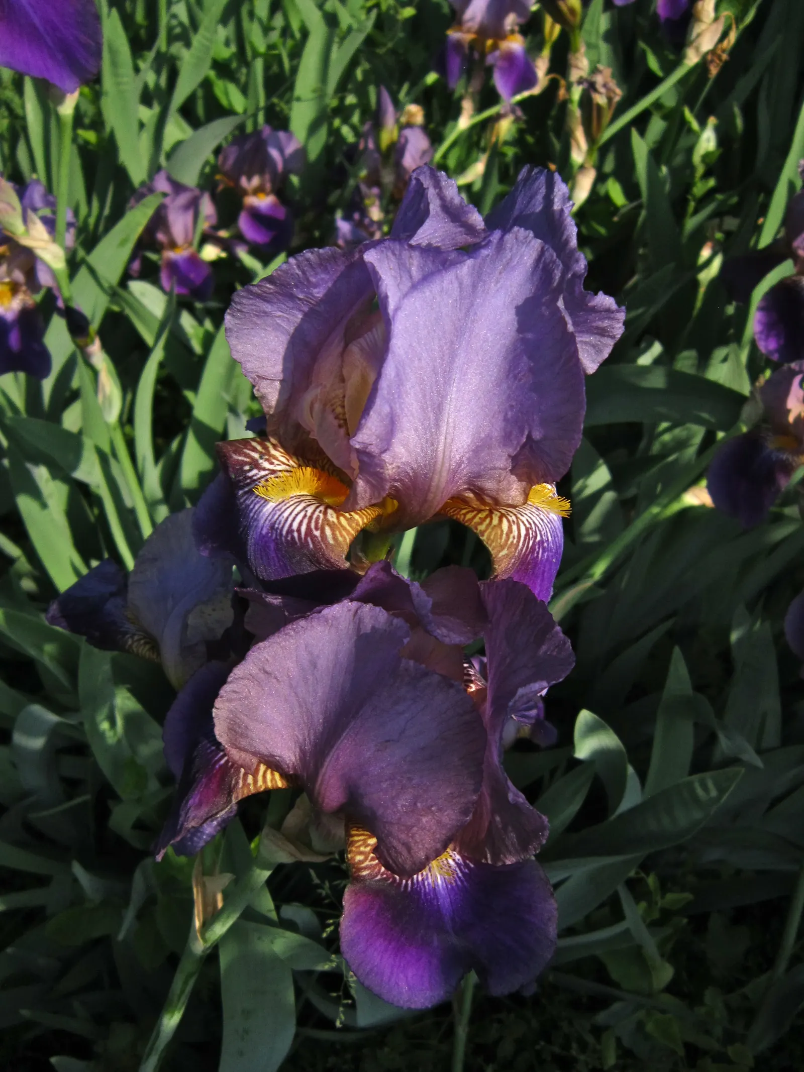 Bearded Iris (Iris X Germanica Hybrids) — They prefer a well-draining soil, ideally with a neutral to slightly acidic pH, image 196