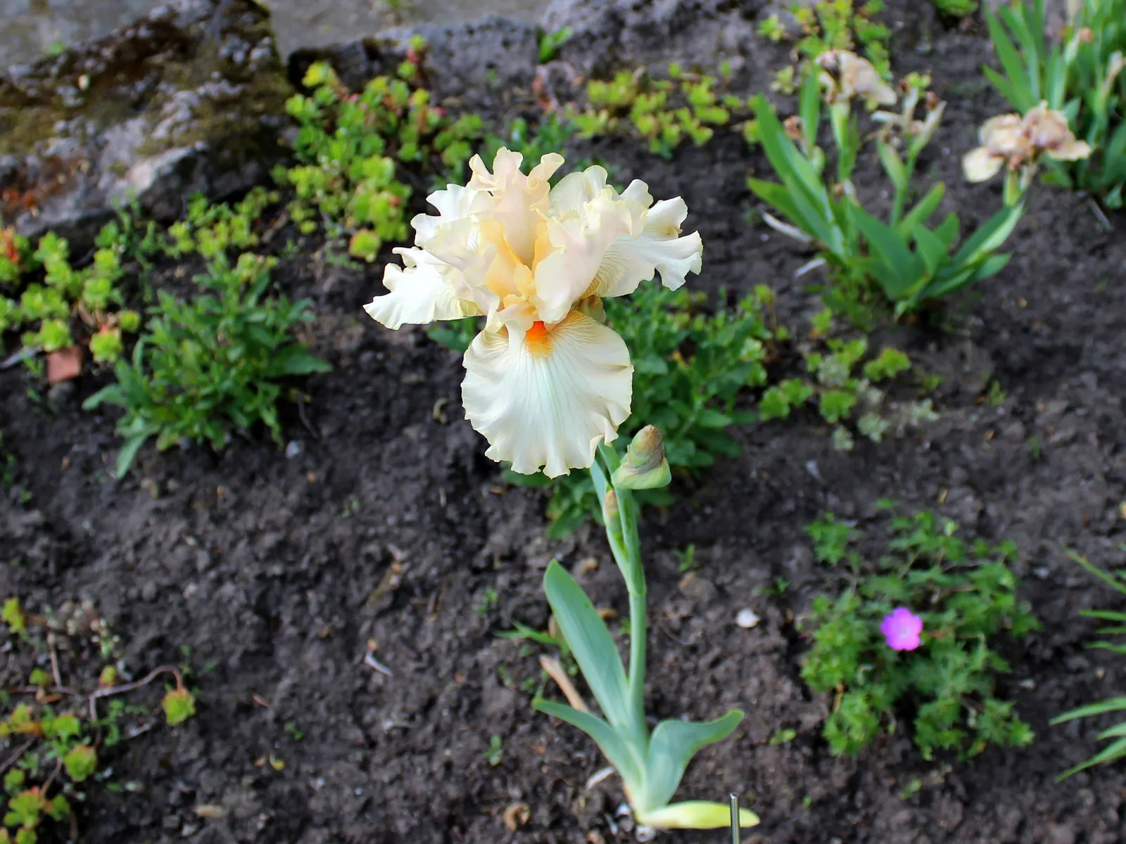 Bearded Iris (Iris X Germanica Hybrids) — Growing to heights of roughly 18 to 36 inches with a spread up to 24 inches; known as, image 174