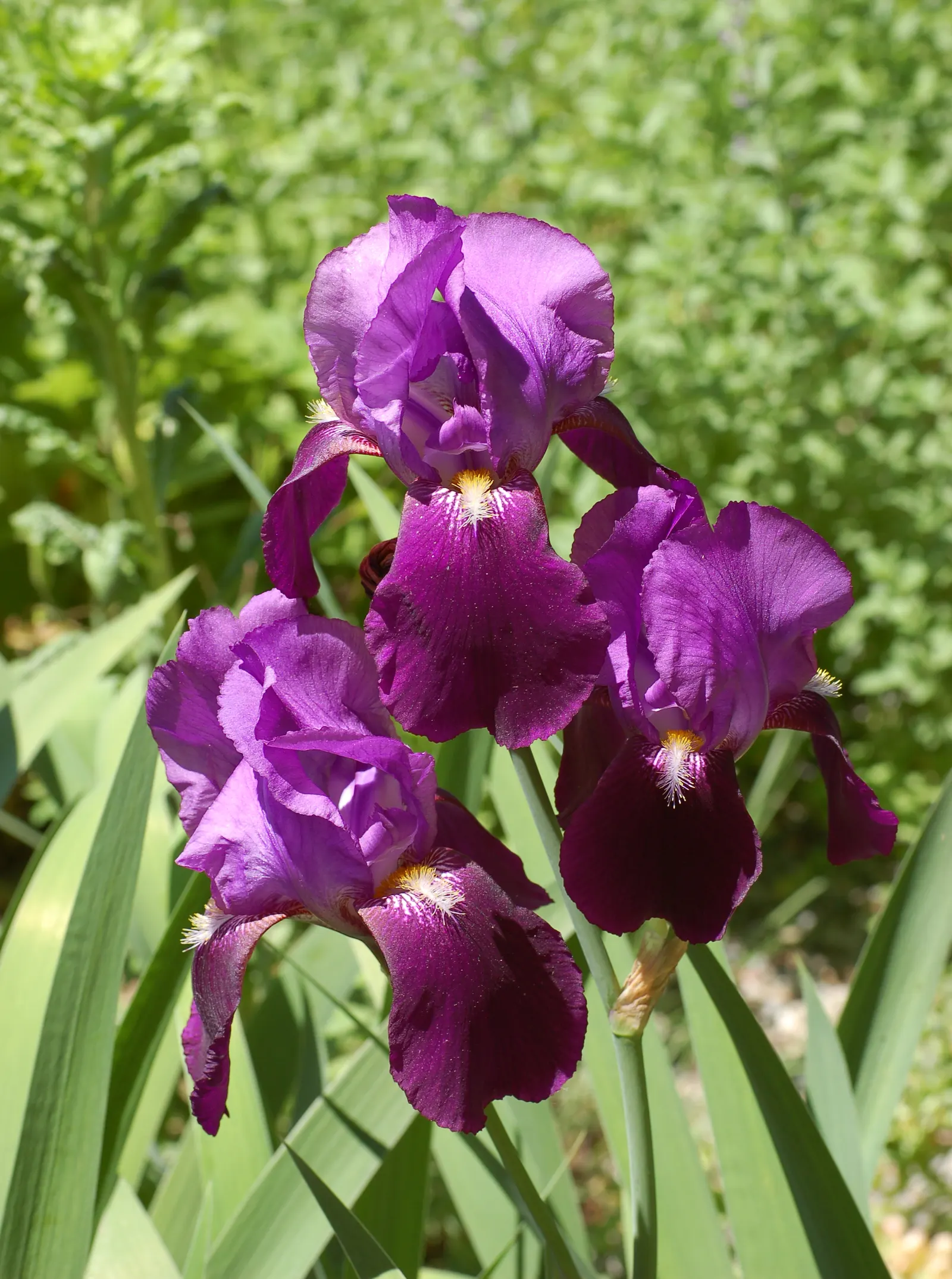 Bearded Iris (Iris X Germanica Hybrids) — requiring a minimum of six hours of direct sunlight a day to bloom profusely; available in a wide color, image 195