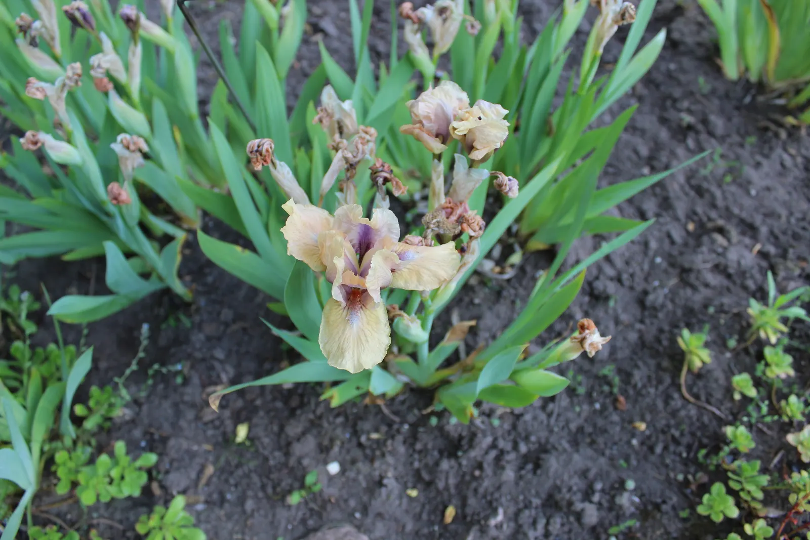 Bearded Iris (Iris X Germanica Hybrids) — with some varieties offering a secondary bloom in late summer to fall; scientifically known as Iris x, image 133