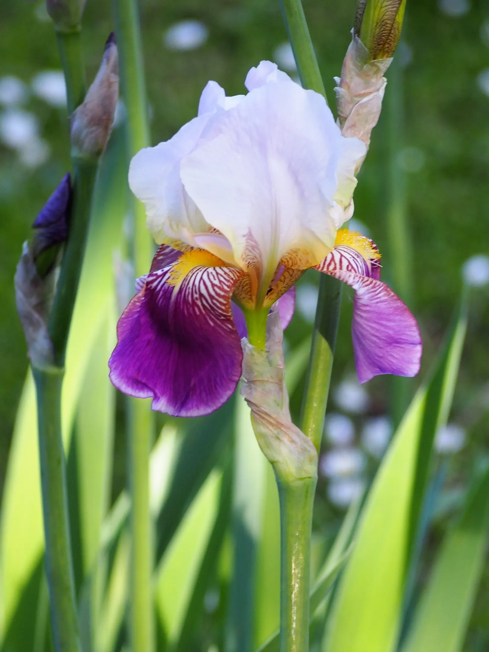 Bearded Iris (Iris X Germanica Hybrids) — perennial for full or half; bearded Irises are an outstanding addition to a garden where form and, image 115