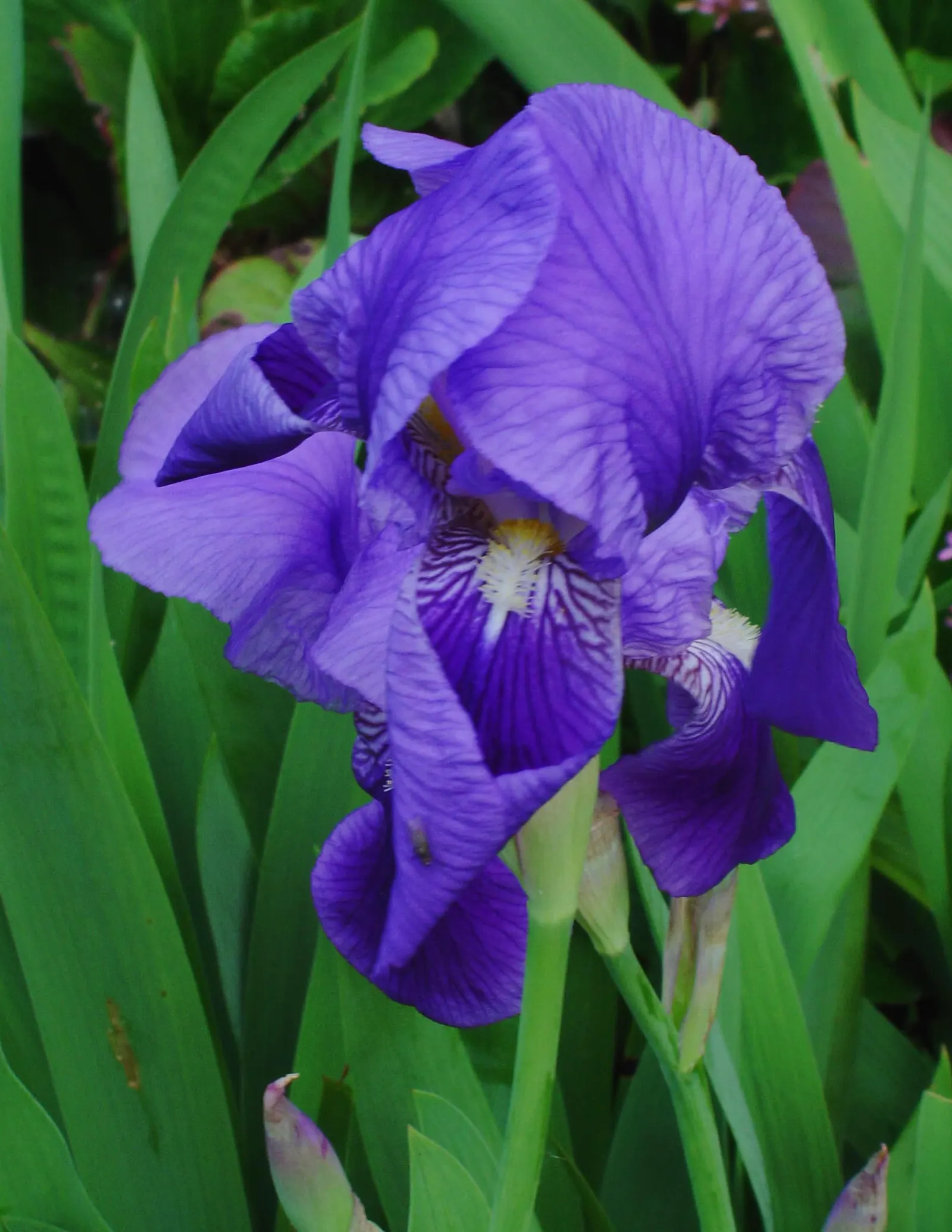 Bearded Iris (Iris X Germanica Hybrids) — although consistent moisture is important during the blooming season