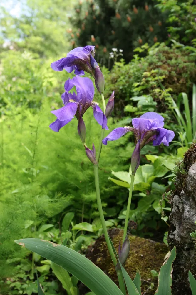Bearded Iris (Iris X Germanica Hybrids) — Zones 3-9 are ideal for cultivation; perennial for full or half