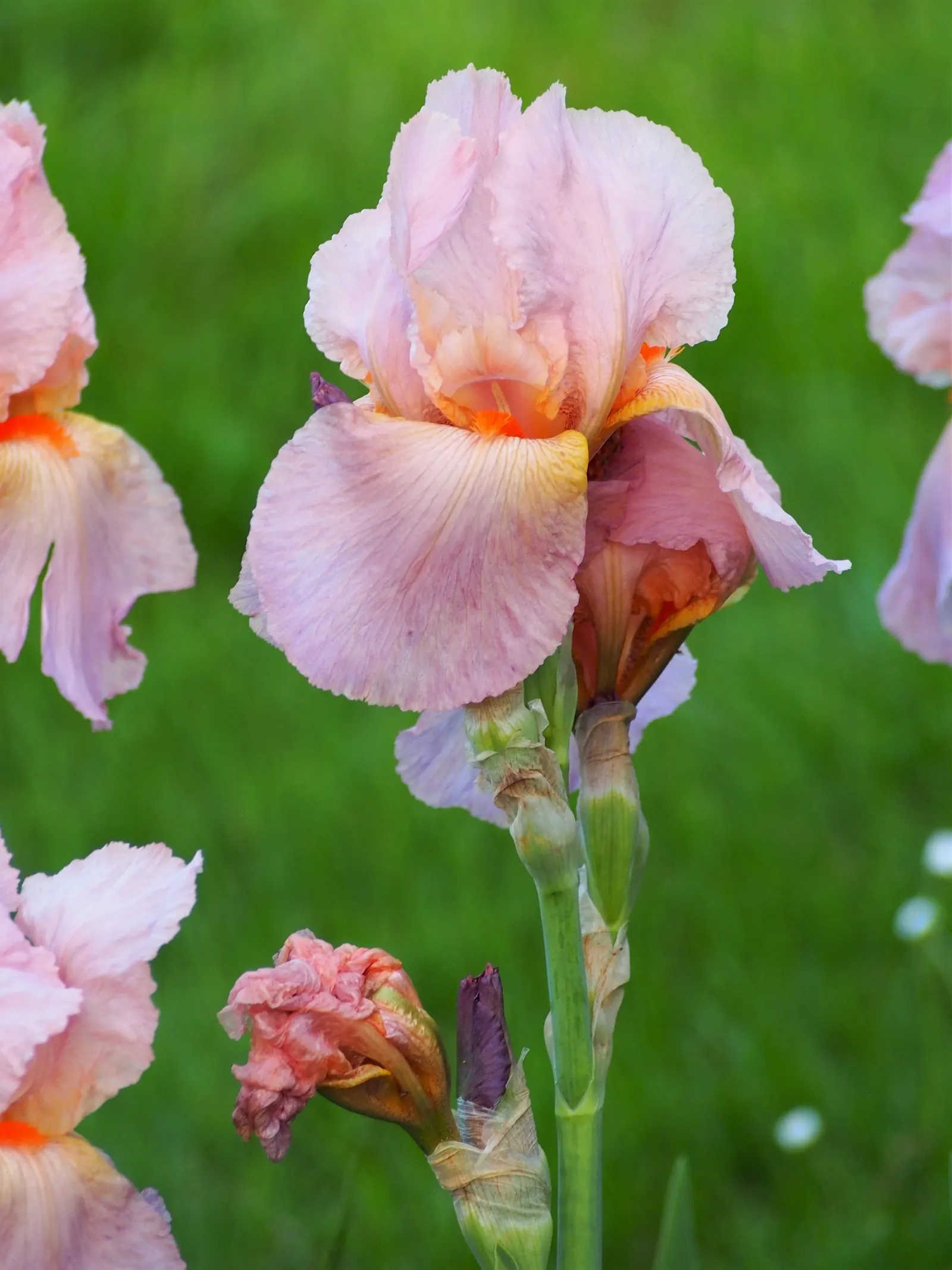 Bearded Iris (Iris X Germanica Hybrids) — transcending into whites and even bi-colors.<br><br>With a hardiness spanning USDA zones 3 through 10, image 170