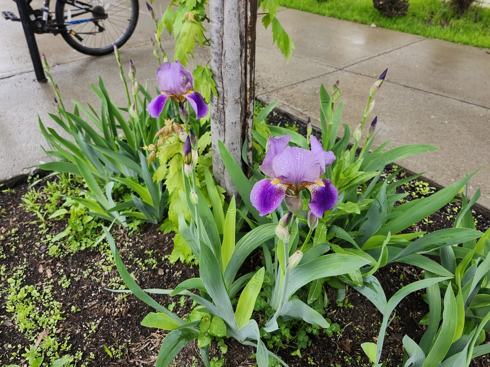 Bearded Iris (Iris X Germanica Hybrids) — known as "rebloomers."<br><br>When integrating into a landscape design; <br><br>Bearded Irises are also, image 157