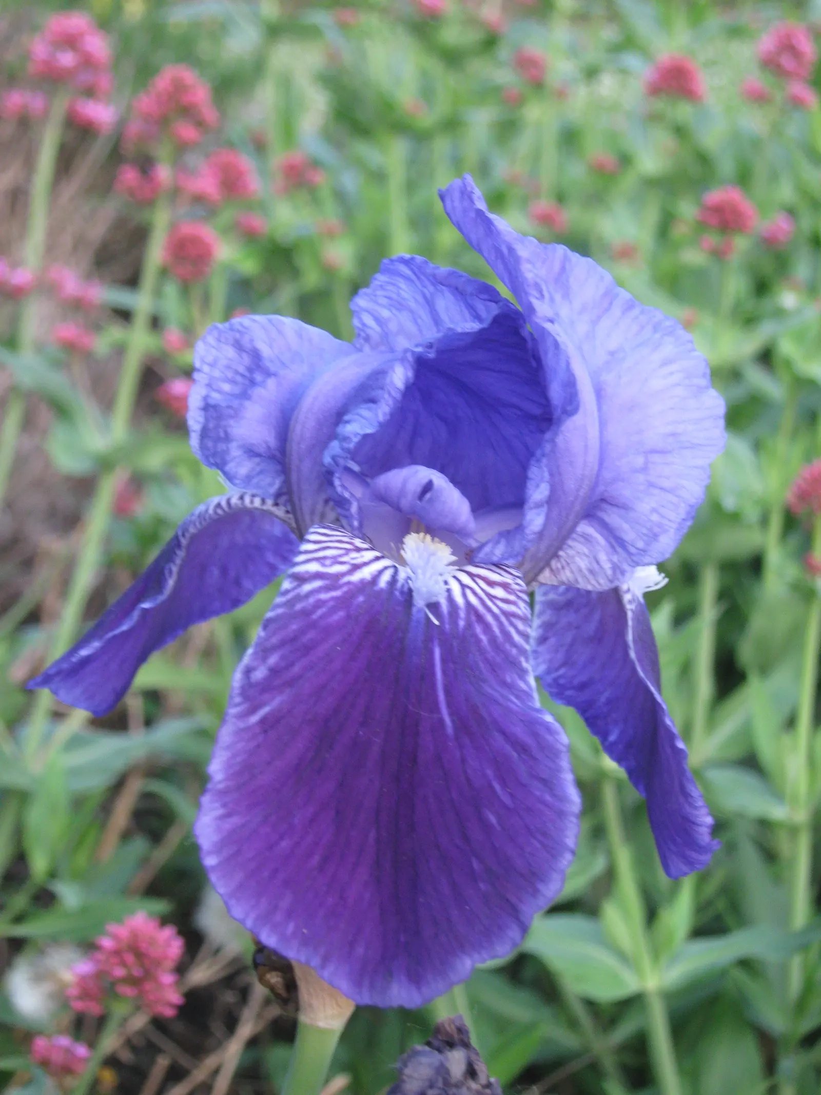 Bearded Iris (Iris X Germanica Hybrids) — known as "rebloomers."<br><br>When integrating into a landscape design; <br><br>Bearded Irises are also relatively