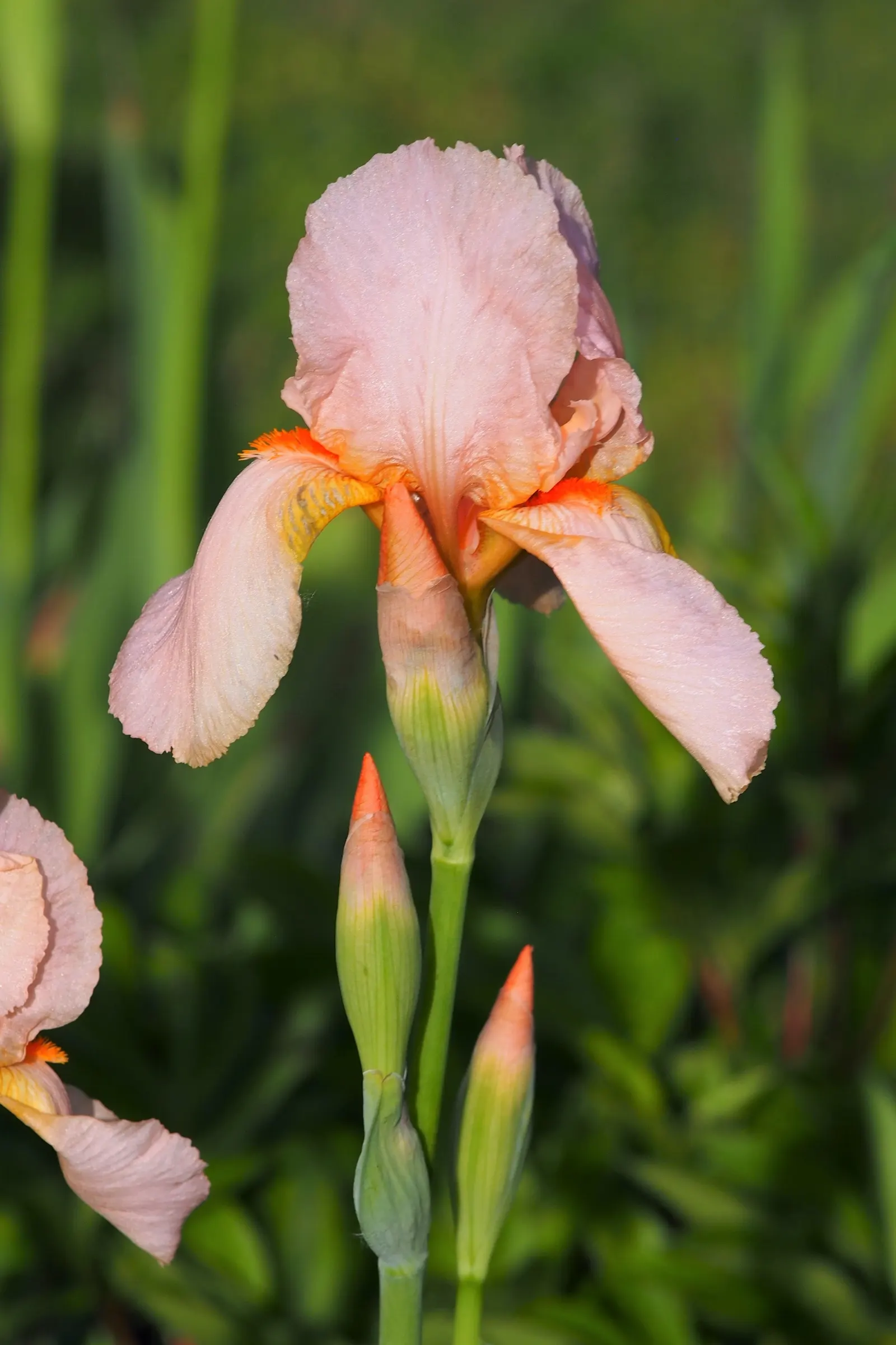 Bearded Iris (Iris X Germanica Hybrids) — <br><br>Bearded Irises are also relatively drought-tolerant once established