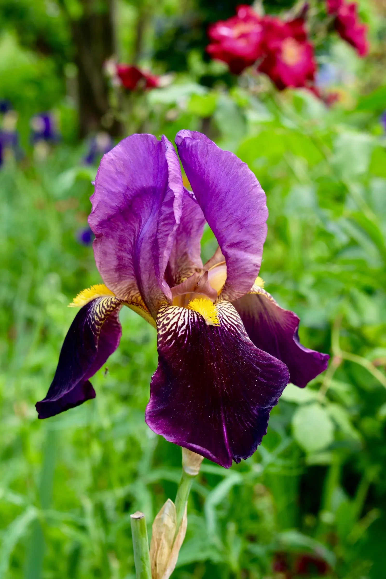 Bearded Iris (Iris X Germanica Hybrids) — they make splendid borders or accent plants; sword-like foliage and elaborate, image 106