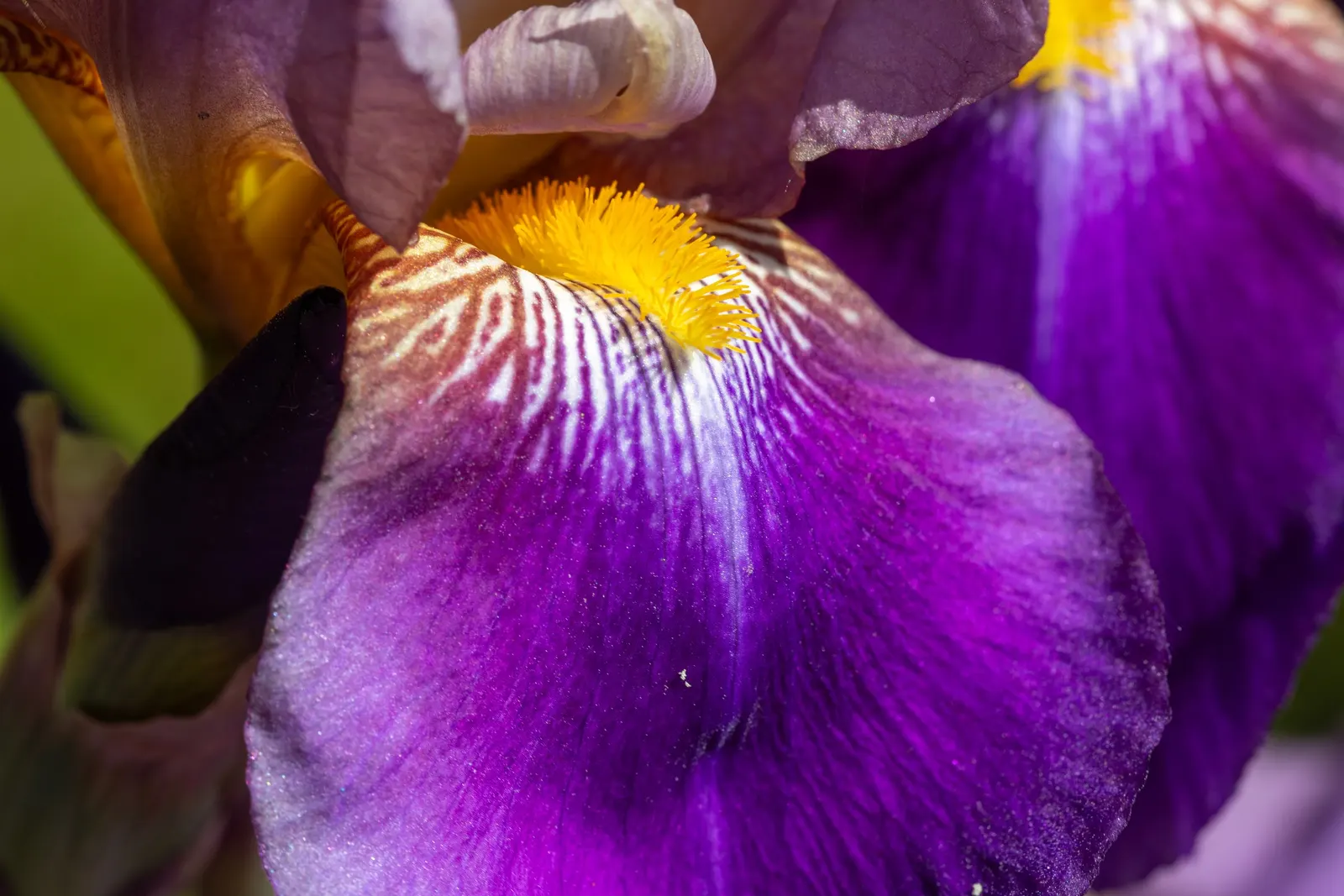 Bearded Iris (Iris X Germanica Hybrids) — Available in a wide color palette, they thrive in full sun to partial shade in well-drained soil, image 189