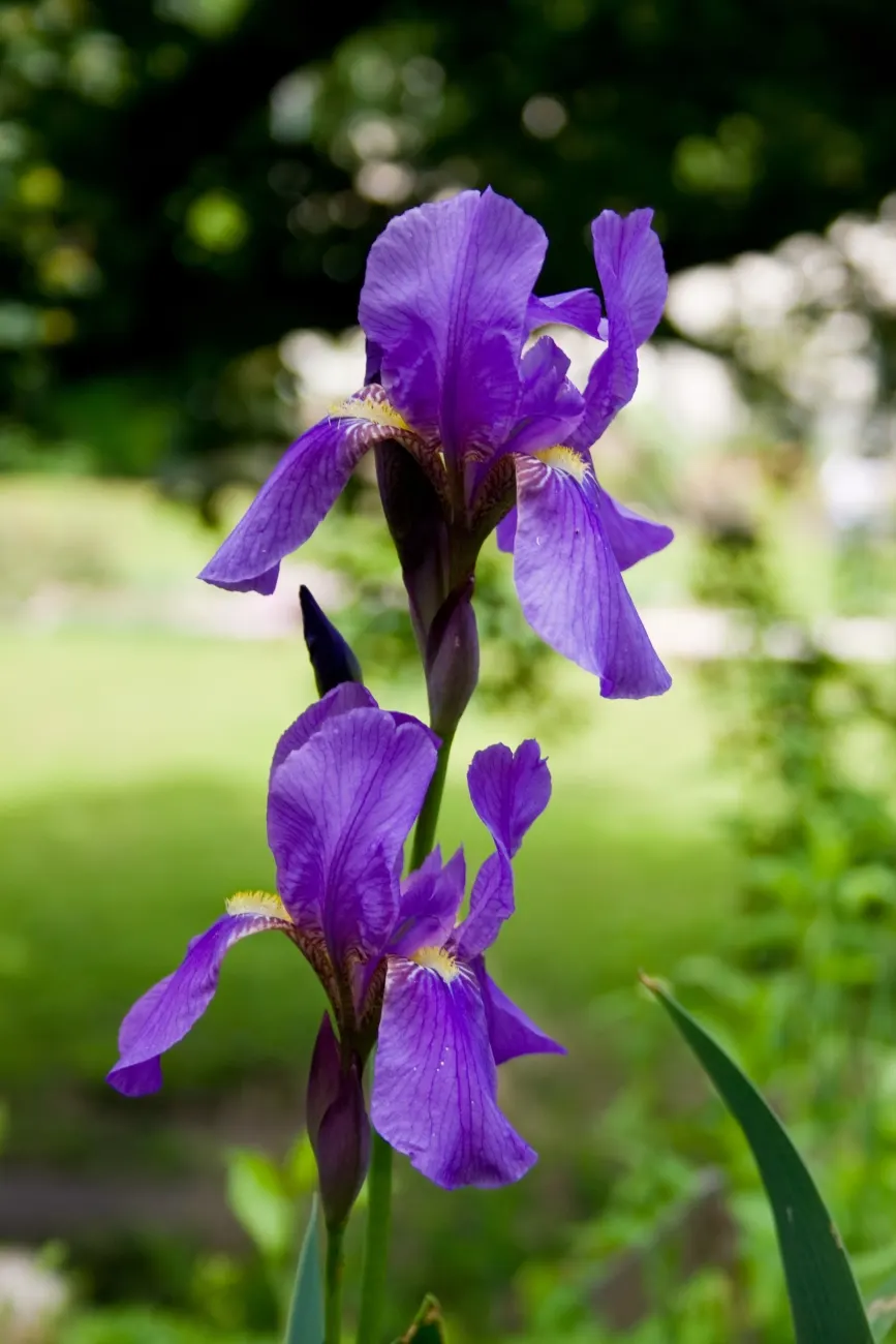 Bearded Iris (Iris X Germanica Hybrids) — Growing to heights of roughly 18 to 36 inches with a spread up to 24 inches
