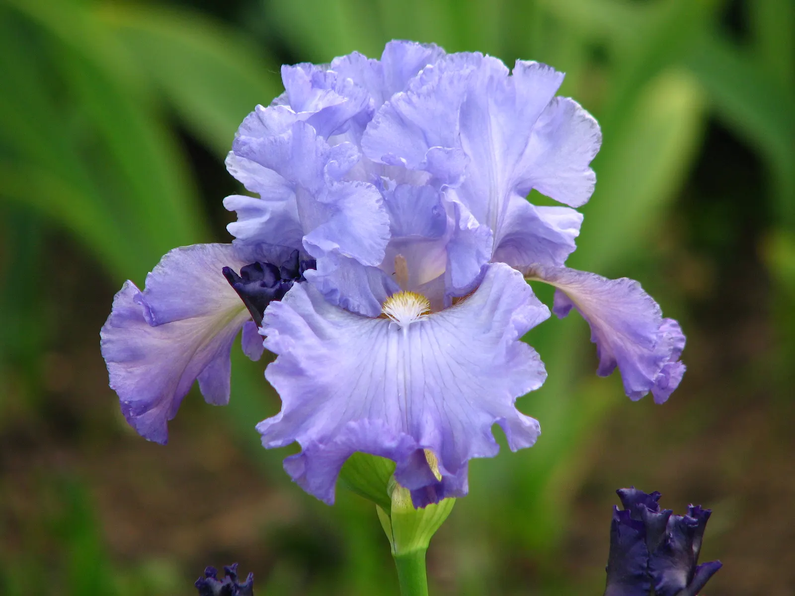Bearded Iris (Iris X Germanica Hybrids) — They bloom mainly in late spring to early summer; bearded Iris (Iris x germanica Hybrids) graces gardens, image 132