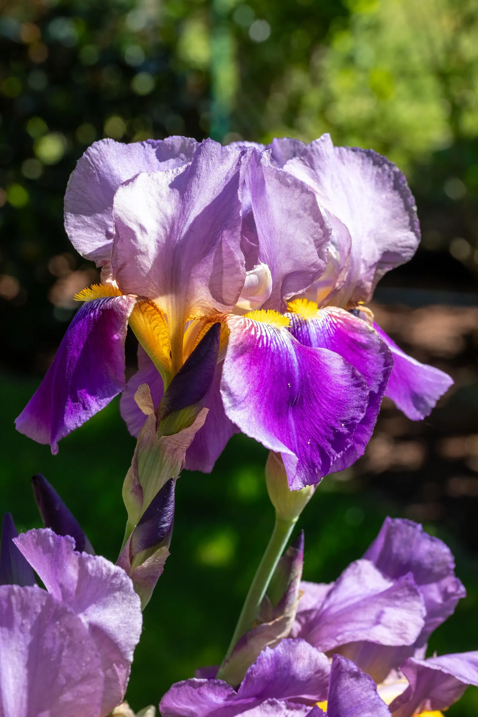 Bearded Iris (Iris X Germanica Hybrids) — known as "rebloomers."<br><br>When integrating into a landscape design; <br><br>Bearded Irises are also, image 88