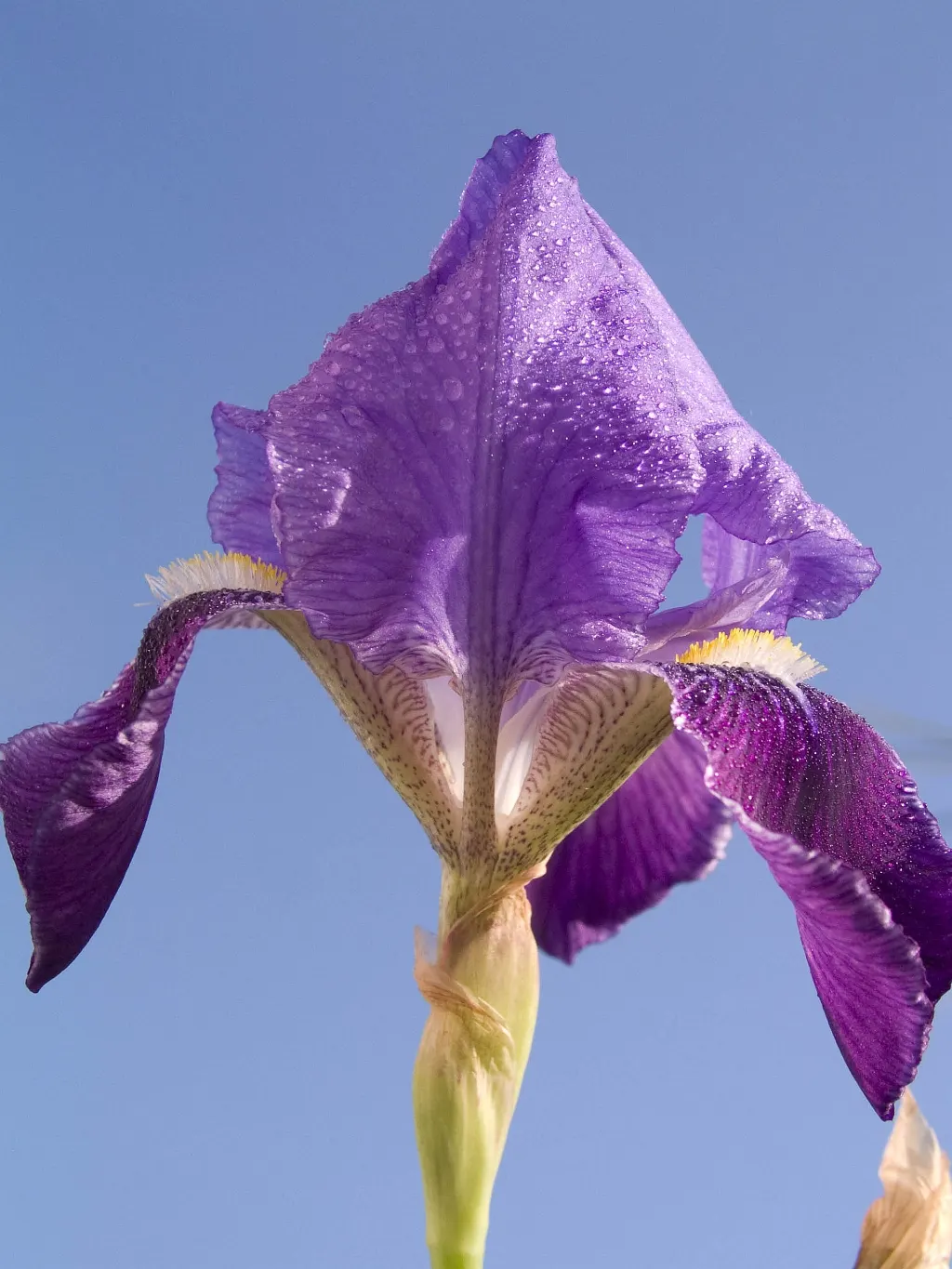 Bearded Iris (Iris X Germanica Hybrids) — perennial for full or half; bearded Irises are an outstanding addition to a garden where form and function are