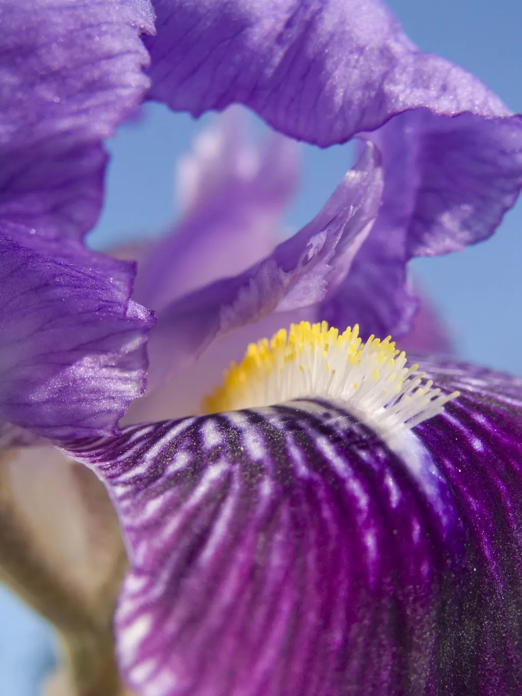 Bearded Iris (Iris X Germanica Hybrids) — ruffled flowers that span up to 6 inches across; this perennial features lush, image 50