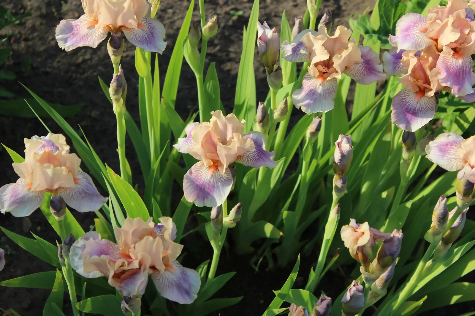 Bearded Iris (Iris X Germanica Hybrids) — Bearded Irises are an outstanding addition to a garden where form and function are desired in equal, image 158