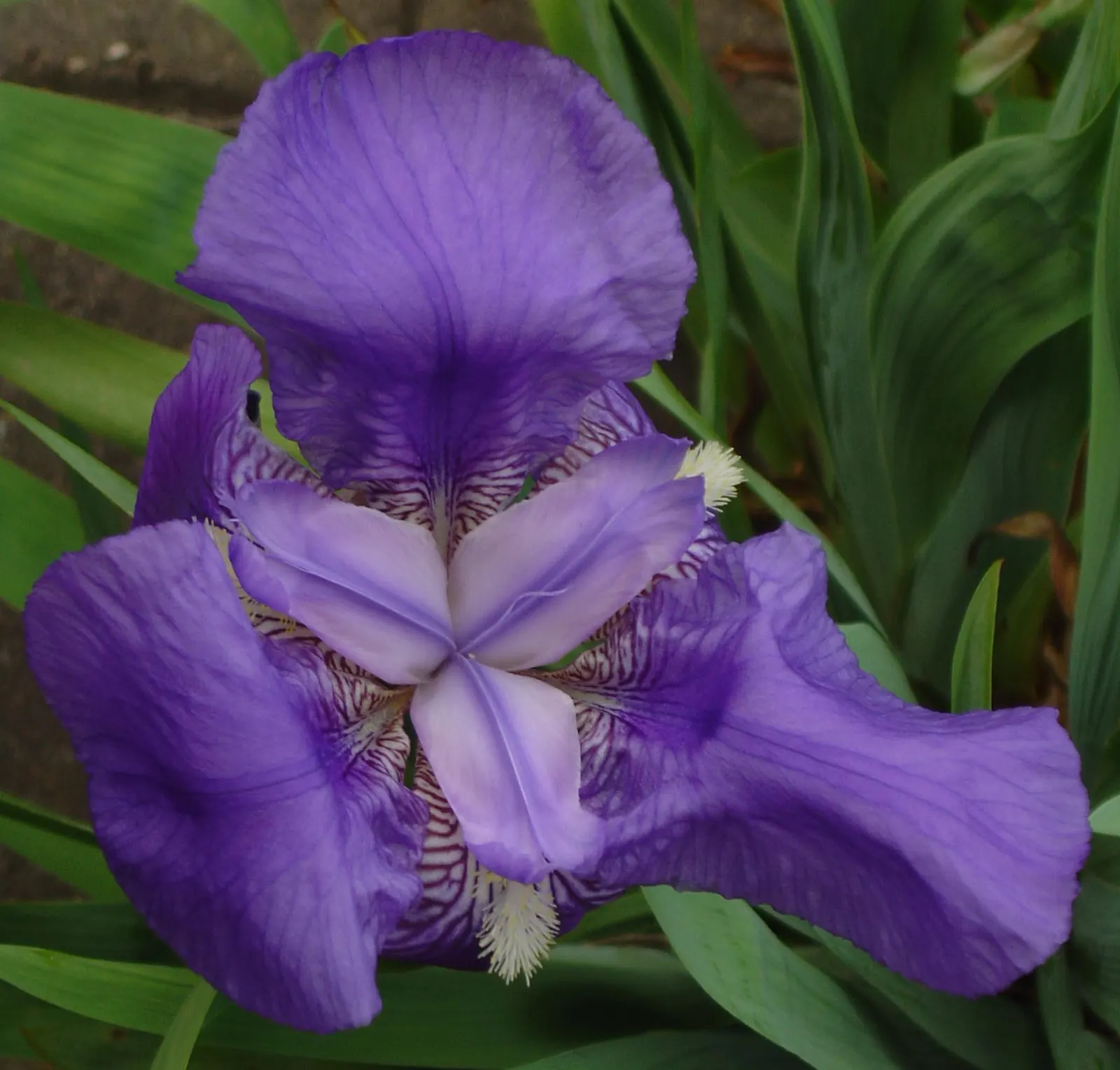 Bearded Iris (Iris X Germanica Hybrids) — known as "rebloomers."<br><br>When integrating into a landscape design; <br><br>Bearded Irises are also, image 65