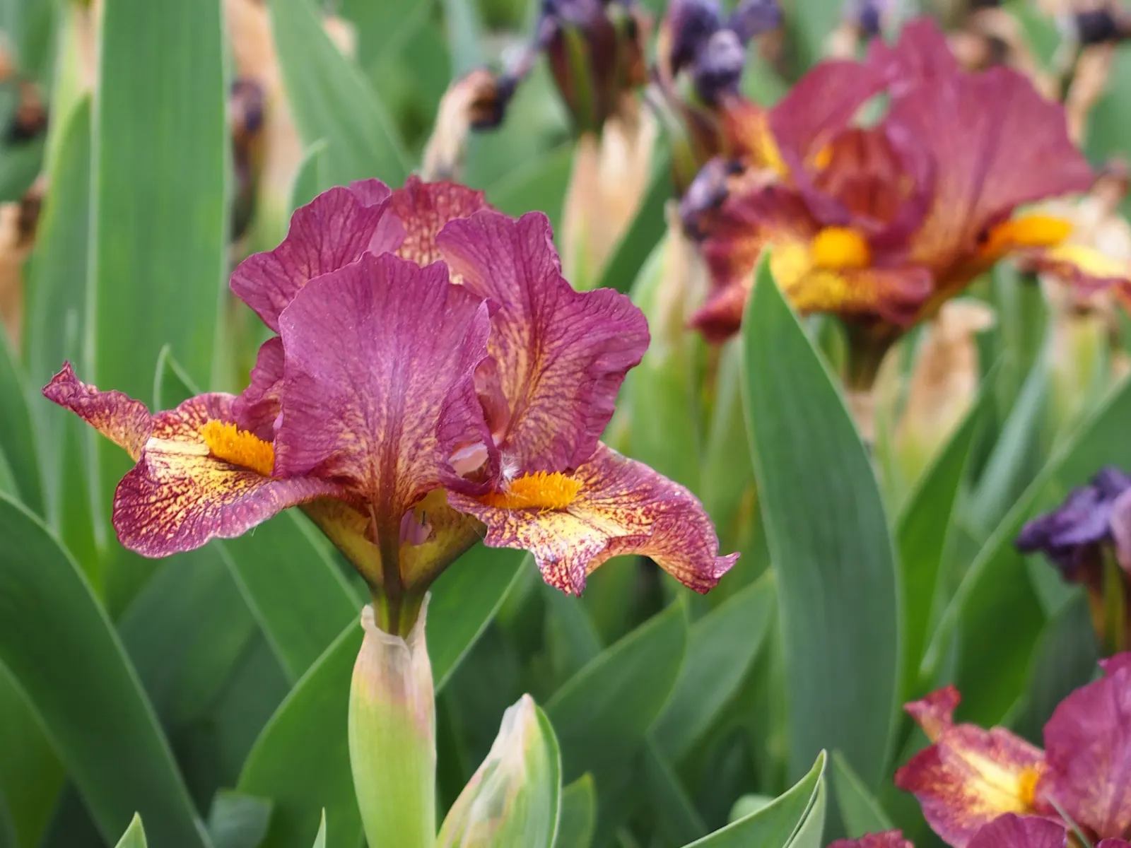Bearded Iris (Iris X Germanica Hybrids) — Bearded Irises are an outstanding addition to a garden where form and function are desired in equal, image 66