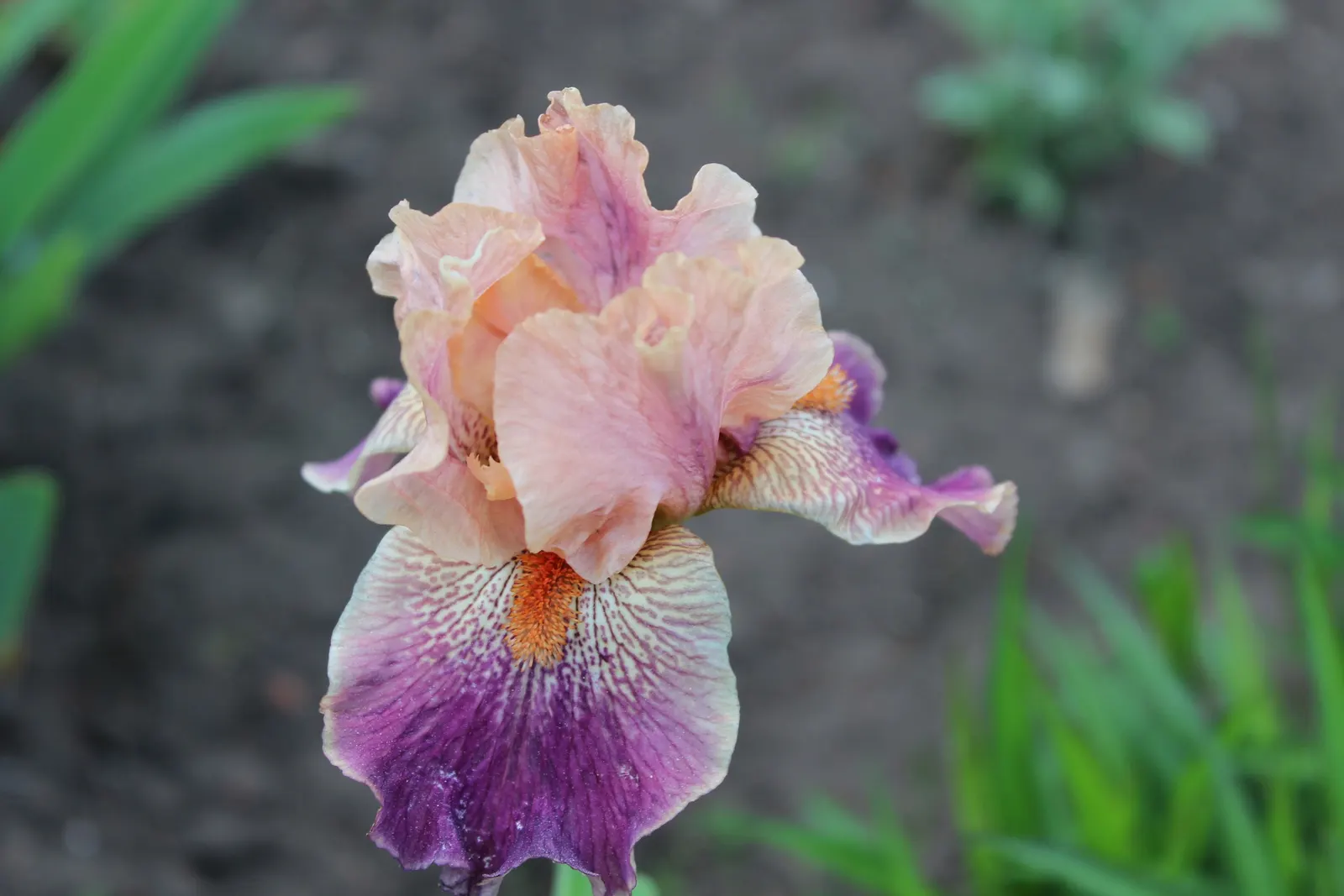 Bearded Iris (Iris X Germanica Hybrids) — scientifically known as Iris x germanica Hybrids; zones 3-9 are ideal for cultivation, image 146