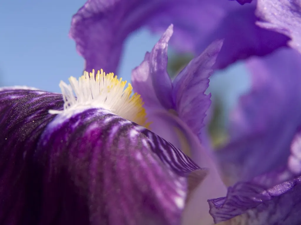 Bearded Iris (Iris X Germanica Hybrids) — perennial for full or half