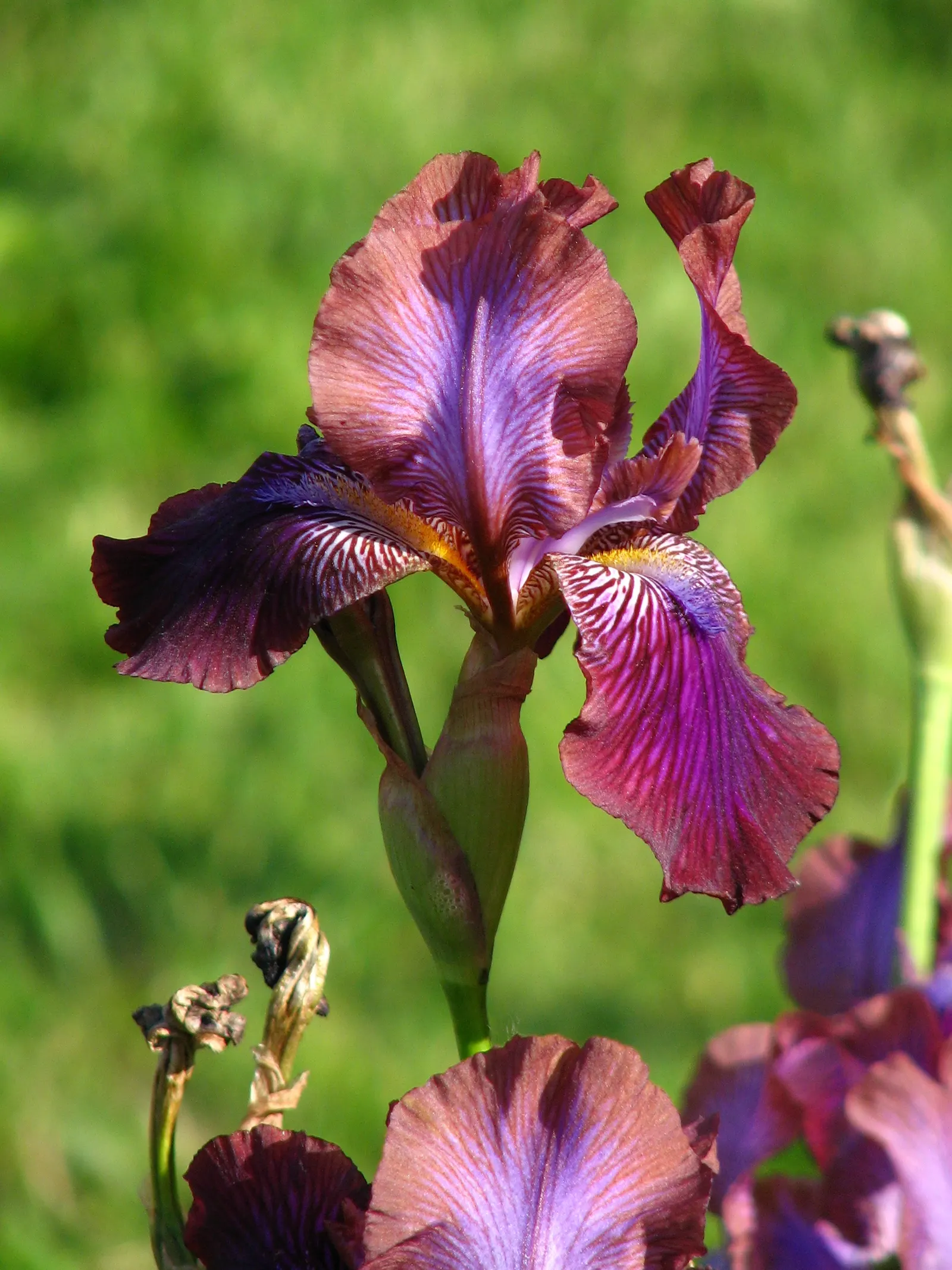 Bearded Iris (Iris X Germanica Hybrids) — scientifically known as Iris x germanica Hybrids; zones 3-9 are ideal for cultivation, image 100